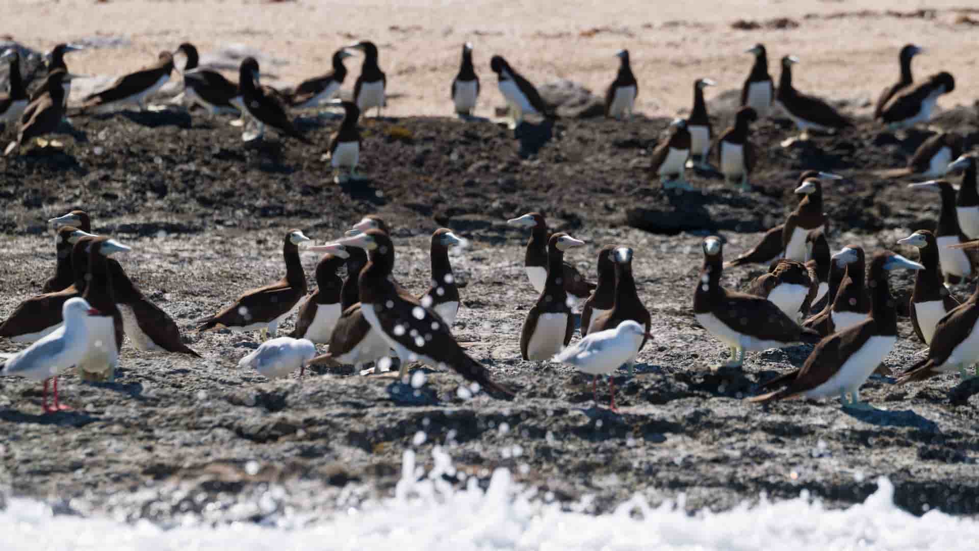 A group of seabirds, including brown boobies and seagulls, standing on a rocky beach with waves crashing in the foreground on the Lacépède Islands.