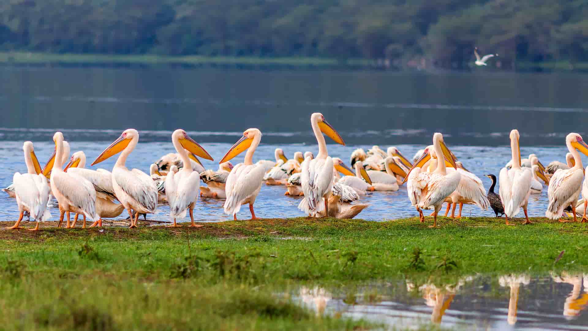 "A close-up of a large flock of Great White Pelicans with their reflections visible in the water, gathered along the grassy shore of Lake Nakuru in Nakuru National Park, Kenya.  "