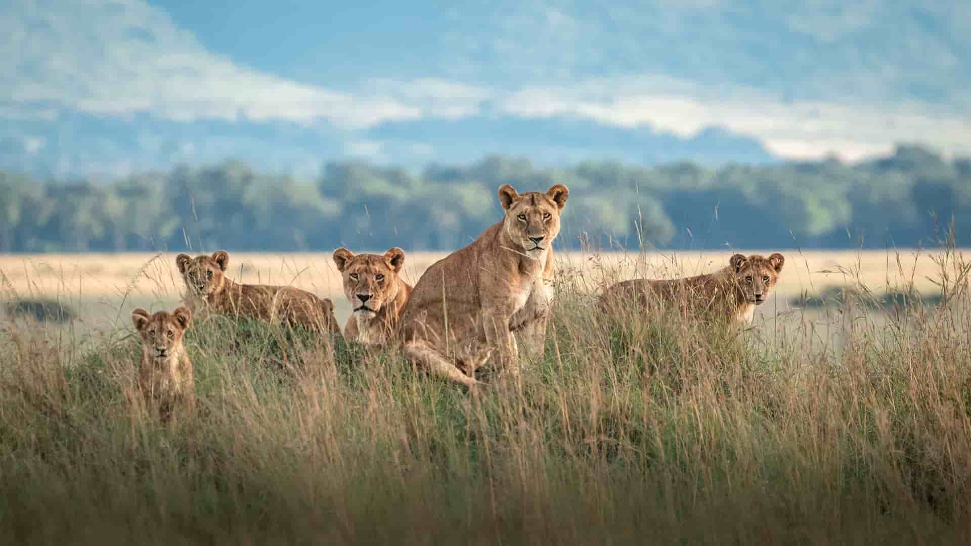 "A majestic pride of lionesses and cubs sitting in the tall grass of the Maasai Mara National Reserve in Kenya, looking directly at the camera.  "