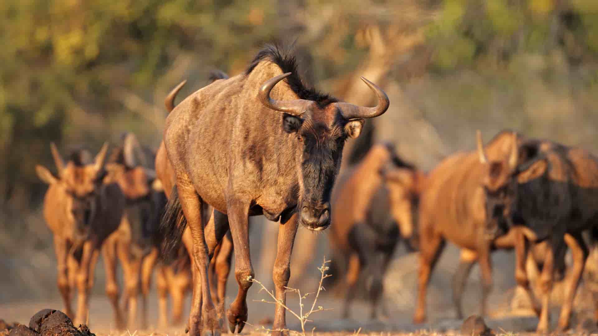 "A blue wildebeest with curved horns stands in the foreground, looking directly at the camera with its herd in the background at the uMkhuze Game Reserve in South Africa.  "