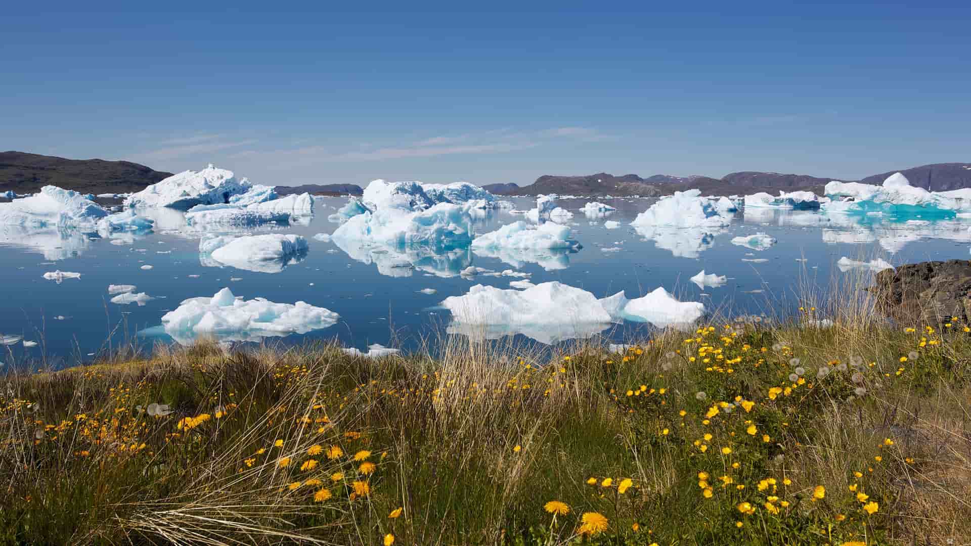 A stunning landscape with large icebergs floating in the still, blue water of a fjord near Narsaq, Greenland, with wildflowers in the foreground and mountains in the distance.