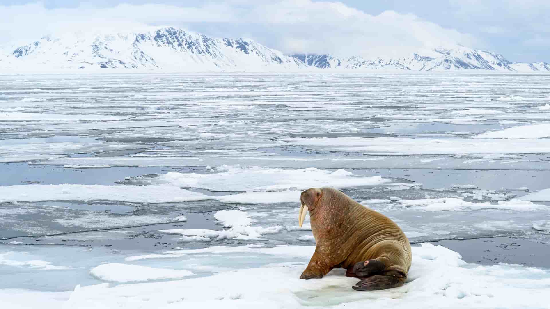 A magnificent walrus with long tusks sitting on a patch of ice in the frigid, ice-filled sea of Northern Svalbard, with snow-covered mountains in the background.