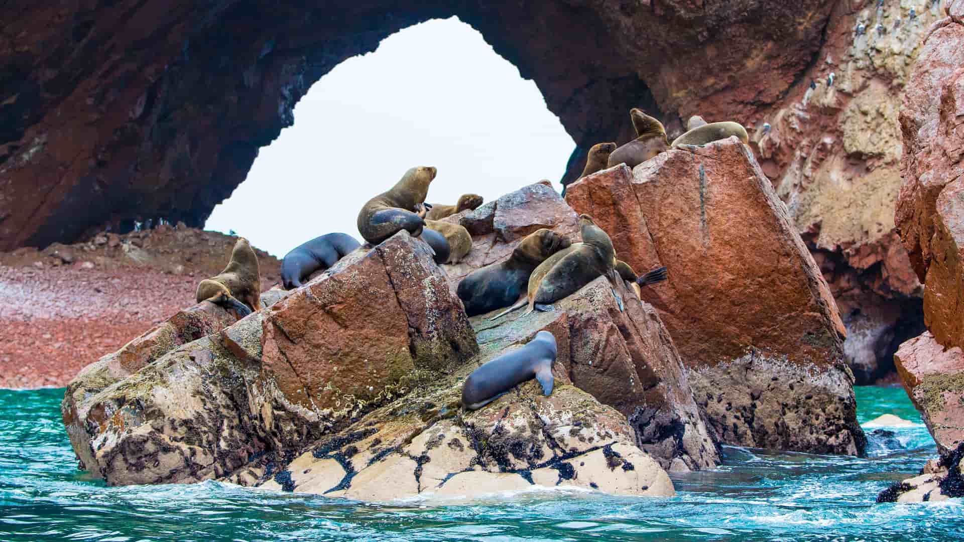 A large group of sea lions sunbathing on a rocky outcrop in the sea, a common sight at the Paracas National Reserve in Peru.