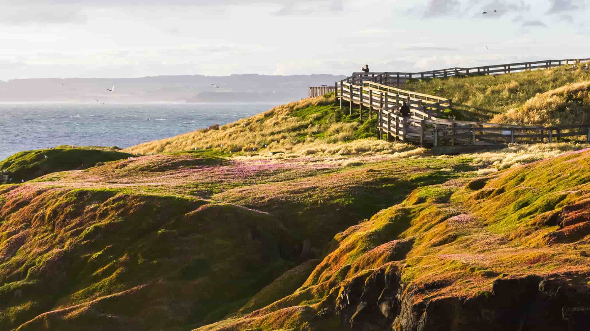 A beautiful scenic view of the coastal path and wooden boardwalk on Phillip Island, Australia, with green and yellow grass, a view of the ocean, and a few birds flying above the hills.