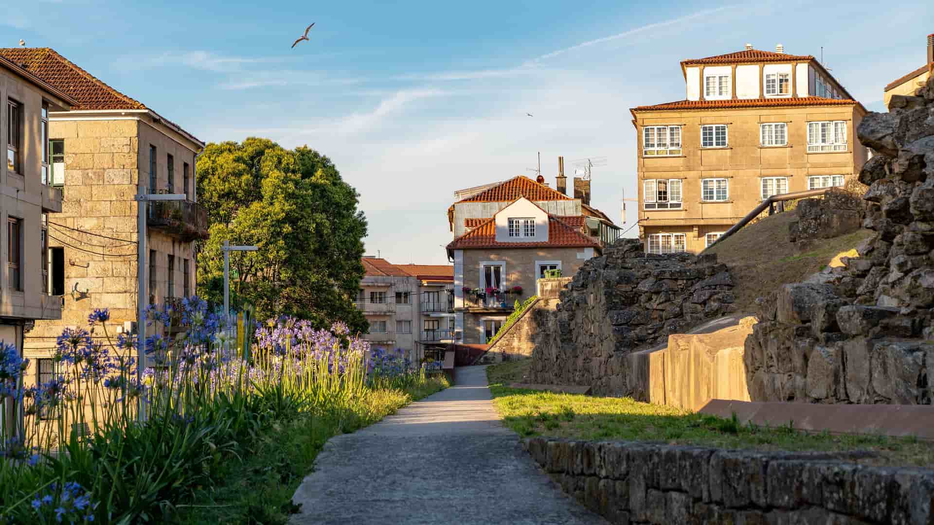 A serene, sunlit pathway in Pontevedra, Spain, with a stone wall and the ruins of an old building on the right. On the left, a large patch of vibrant purple-blue flowers and a lush green tree lead to a mix of old and modern buildings with red-tiled roofs. A single bird flies high in the clear sky.