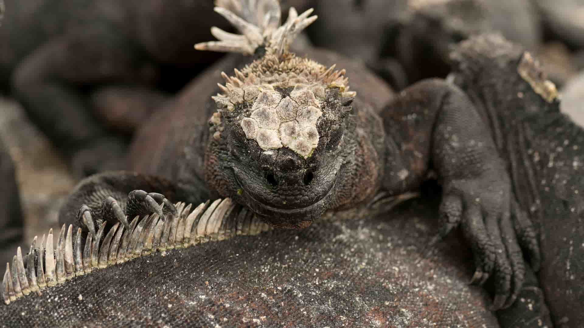 A close-up shot of a marine iguana, a unique species from the Galápagos Islands, basking in the sun among a group of other iguanas on the lava rocks of Punta Espinoza.