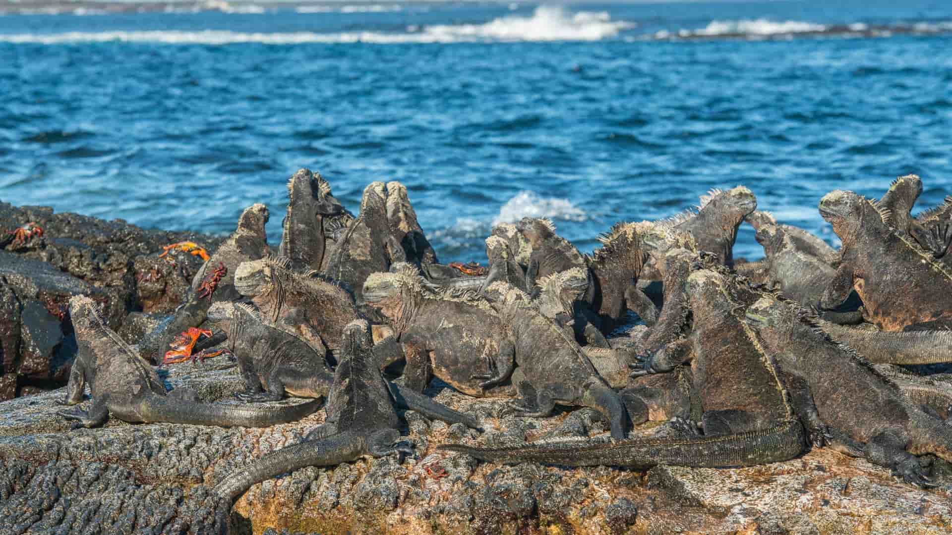A group of marine iguanas, a native species of the Galápagos Islands, sunning themselves on a rocky lava shoreline with the deep blue ocean and white waves in the background at Punta Moreno.