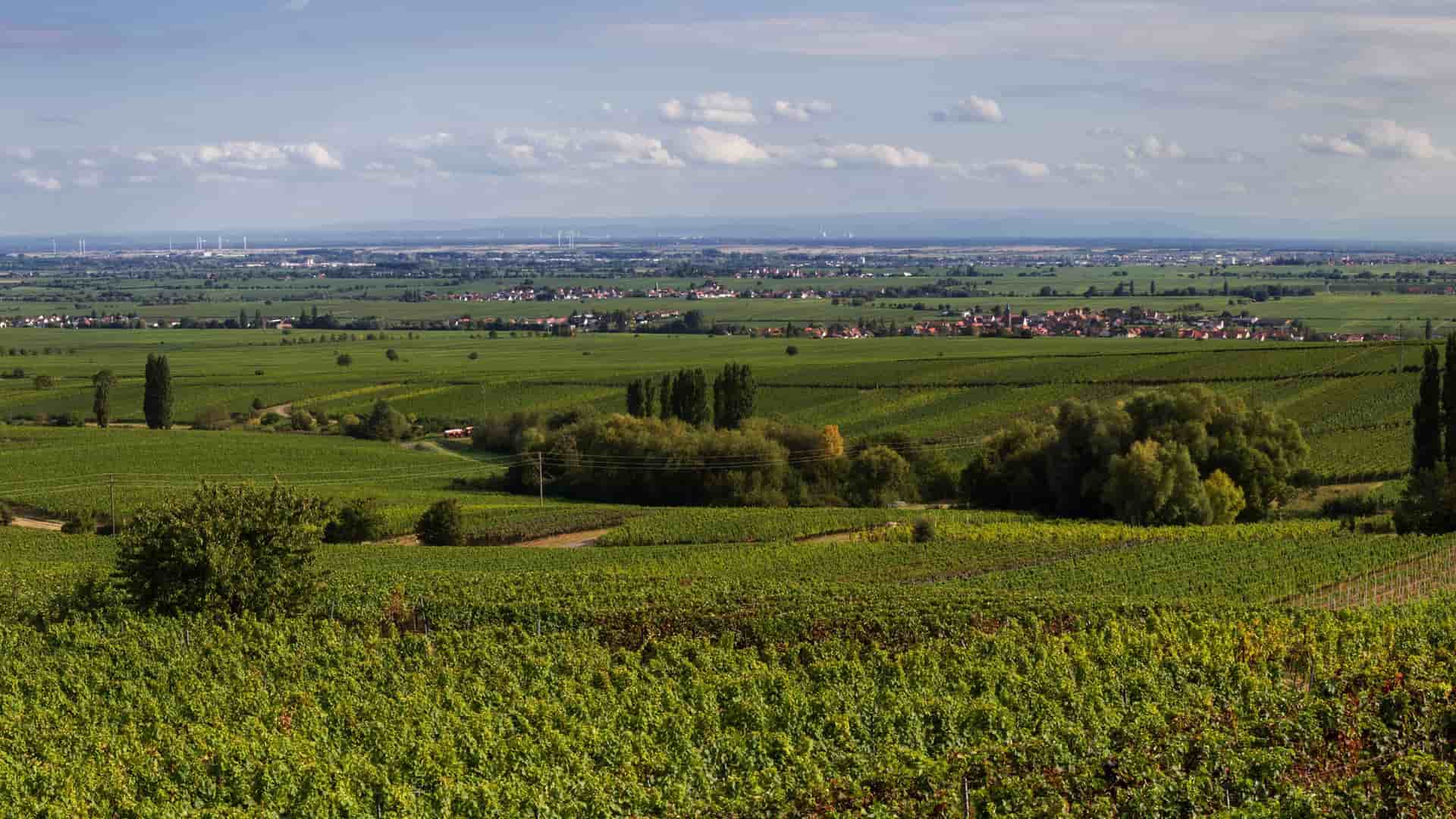 A vast landscape of lush green vineyards and farmland near Roth, Germany, with a small village and windmills visible in the distance under a blue sky with scattered clouds.