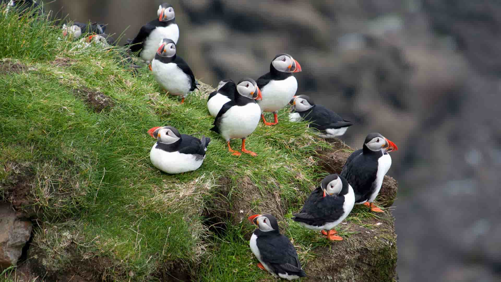 A flock of Atlantic puffins, with their distinctive black-and-white feathers and colorful beaks, standing together on a grassy cliffside overlooking the sea.