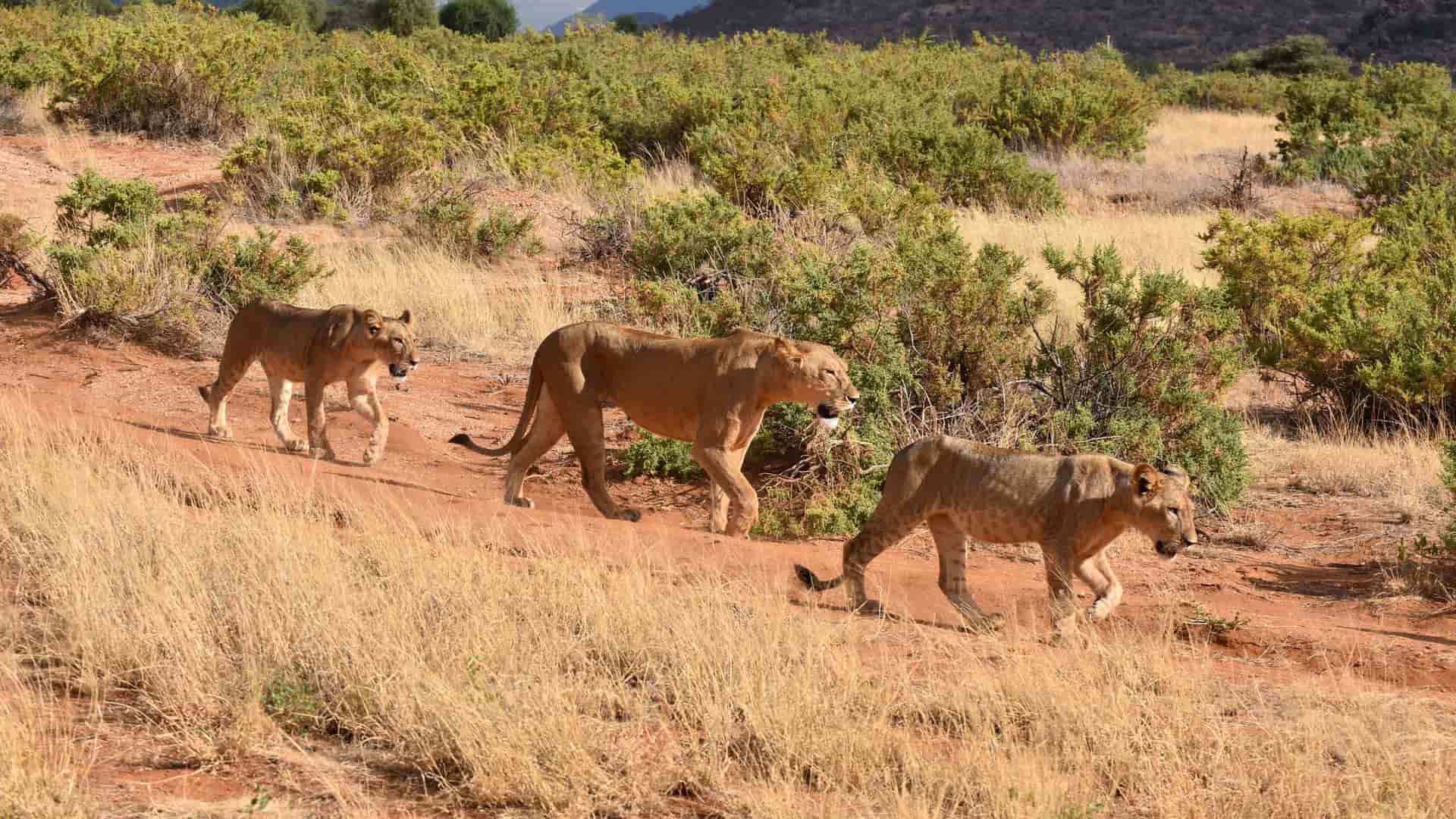 "A trio of lionesses walking in a line across the dry, savanna landscape of Samburu National Reserve in Kenya, a popular safari destination.  "