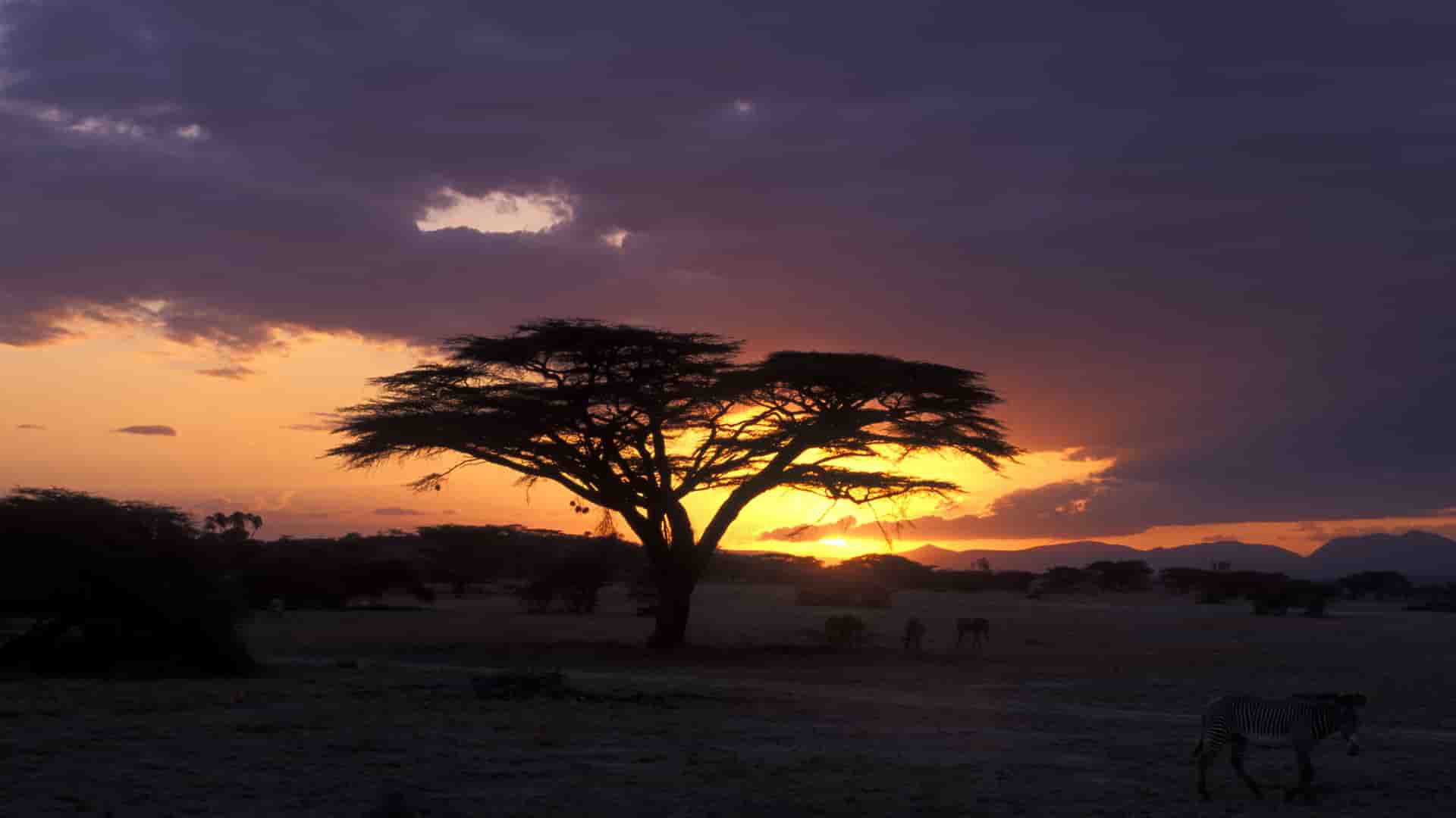 "A dramatic African savanna sunset in Shaba National Reserve, Kenya, with a silhouette of an acacia tree, and zebras in the foreground.  "