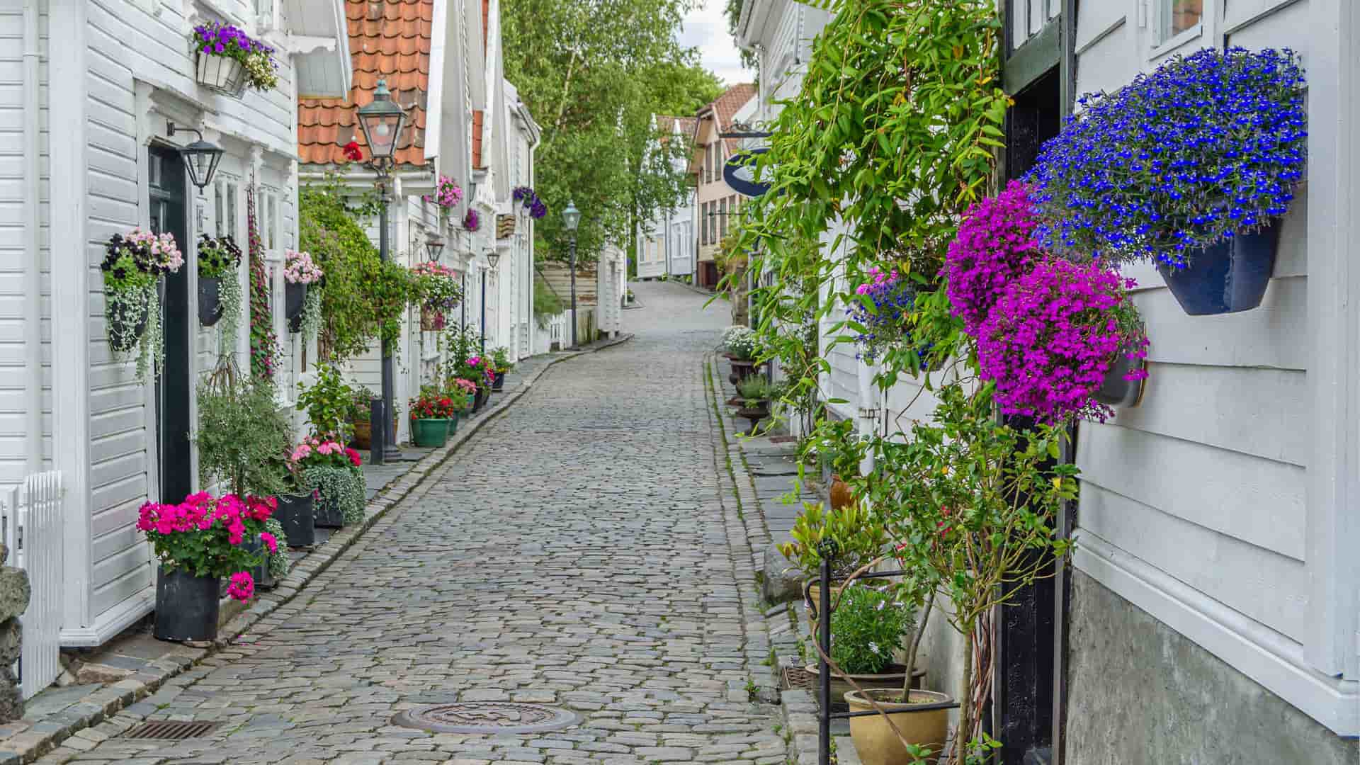 A scenic view of a narrow, cobblestone street in Stavanger, Norway, lined with historic white wooden houses and colorful potted flowers on both sides.