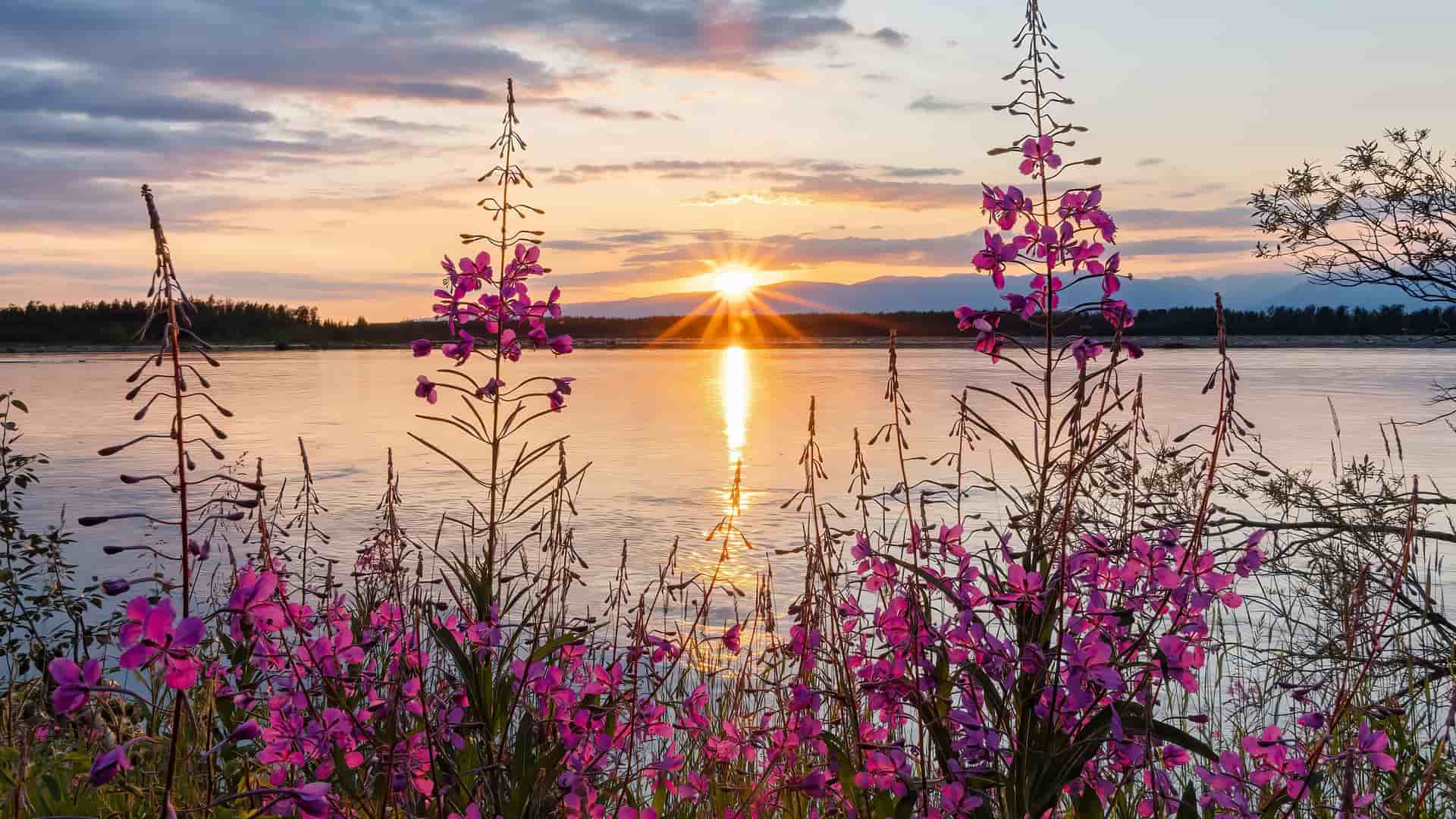 A stunning sunset view over a calm river in Talkeetna, Alaska, with tall purple fireweed flowers in the foreground and the sun setting over a distant mountain range.
