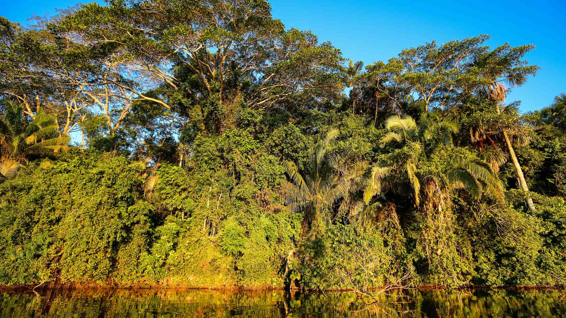 "A dense and lush green rainforest canopy of the Tambopata National Reserve in Peru, with the sun's rays reflecting off the calm water of a river.  "