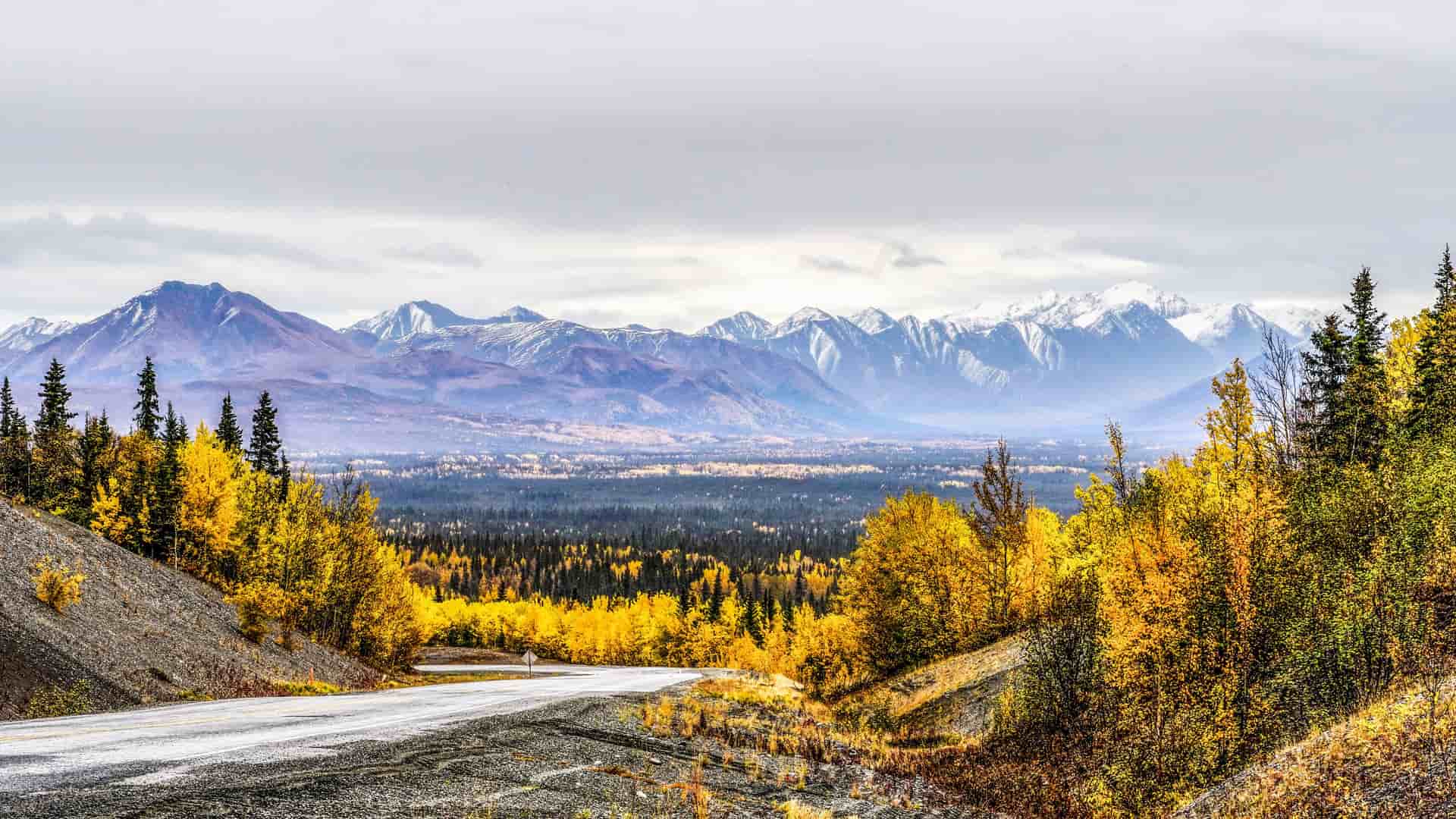 "A stunning autumn landscape of Tok, Alaska, with a winding road in the foreground leading towards a vast forest of yellow and green trees and snow-capped mountains under a cloudy sky.  "