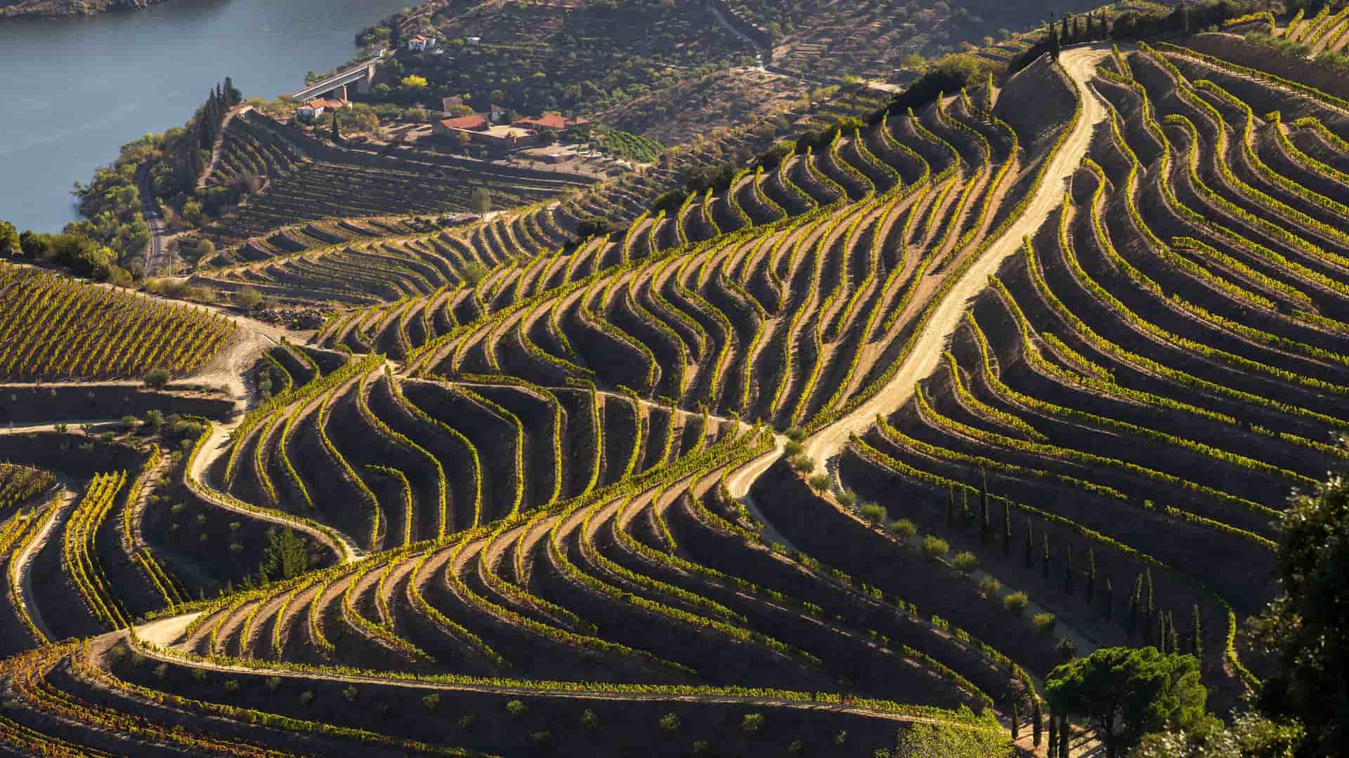 "An aerial view of the terraced vineyards in the Viseu region of Portugal, with the rows of grapevines and dirt roads creating a unique pattern on the rolling hills.  "