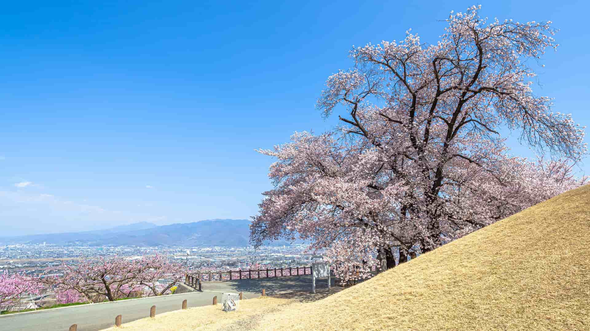 A stunning cherry blossom tree in full bloom on a grassy hill overlooking the city of Yatsushiro, Japan, on a beautiful spring day with a clear blue sky.