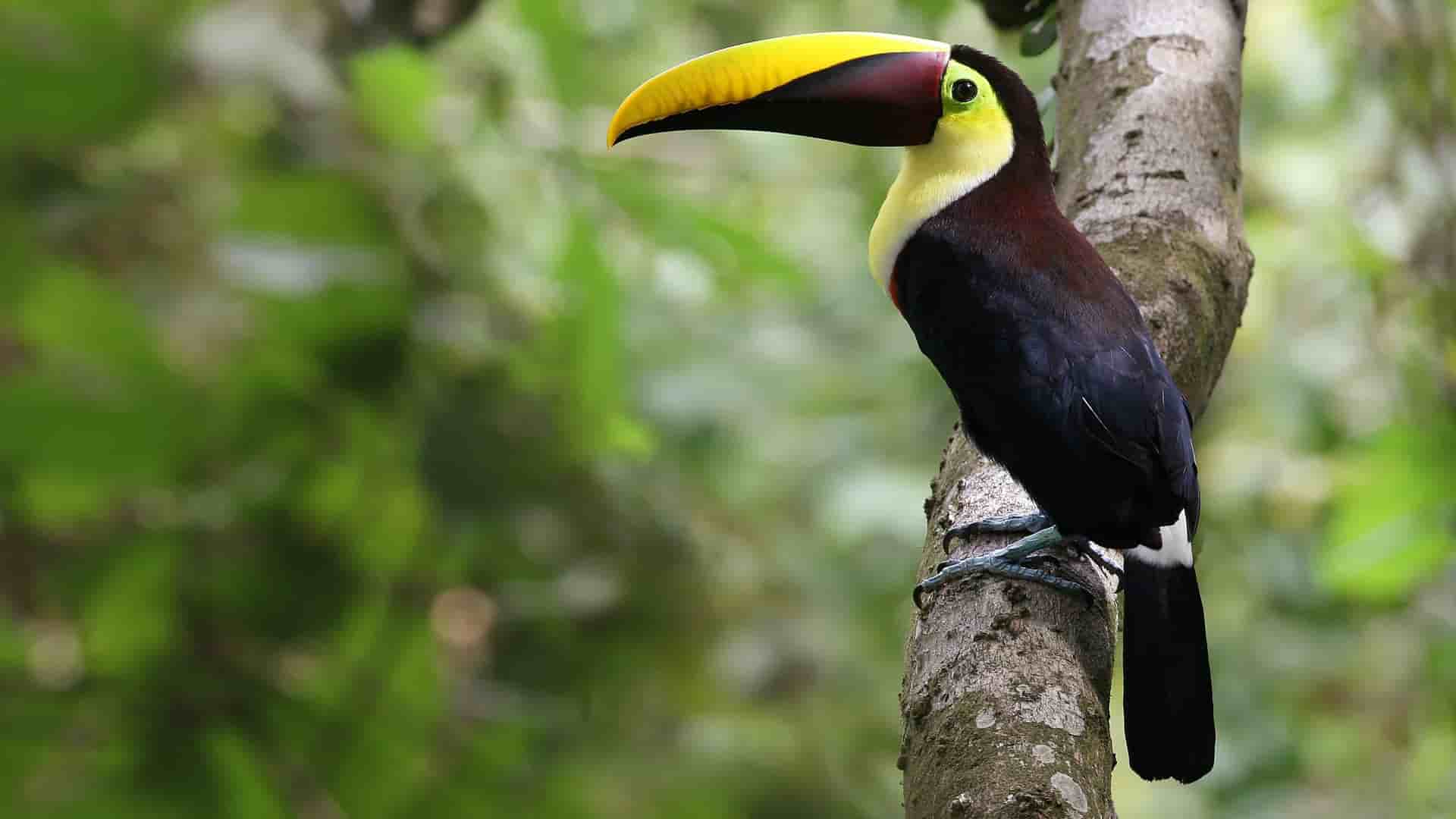 Lush rainforest and beach in Costa Rica.