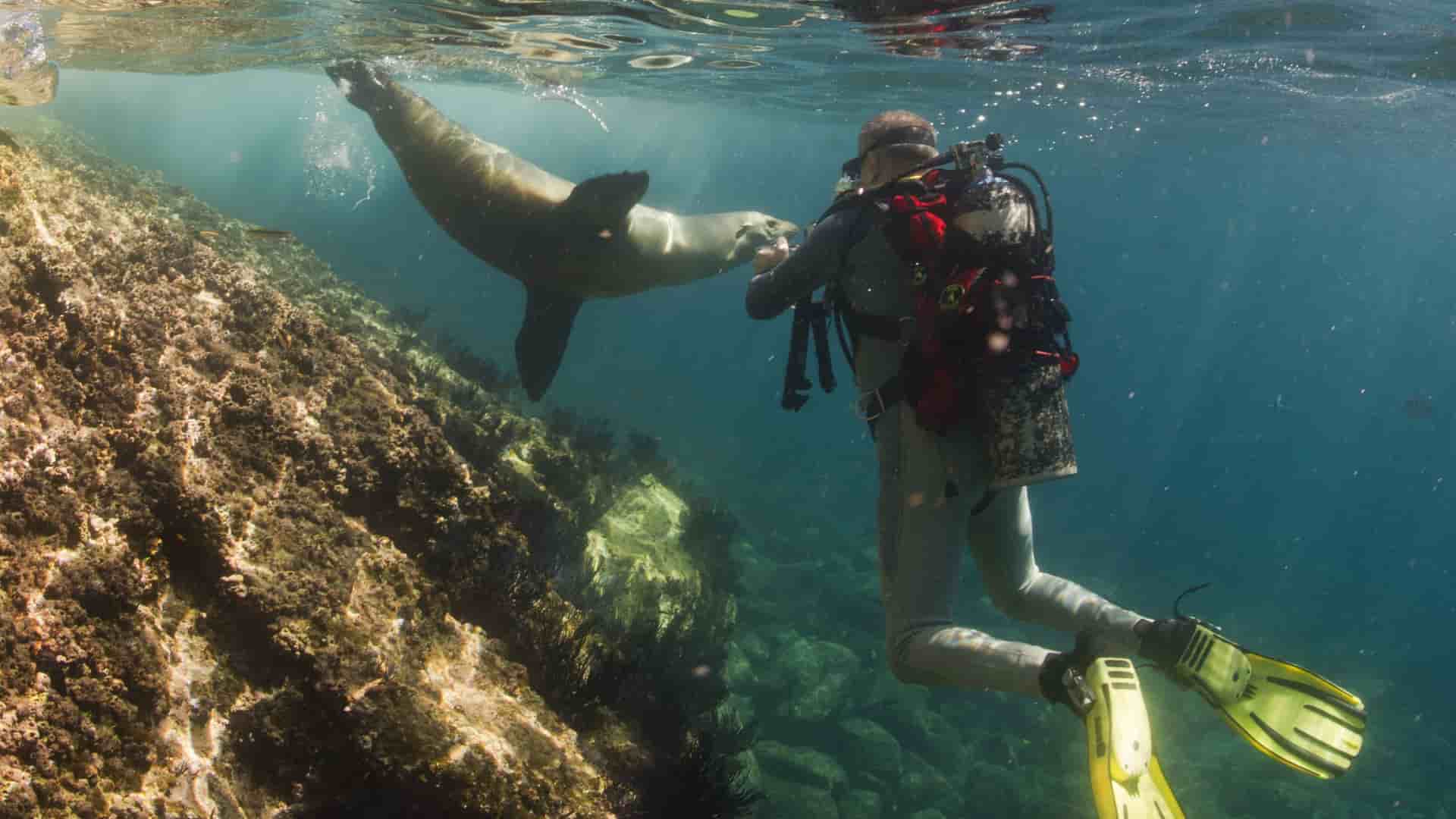 A Sea lion and scuba diver encounter each other below the ocean surface surrounded by coral.