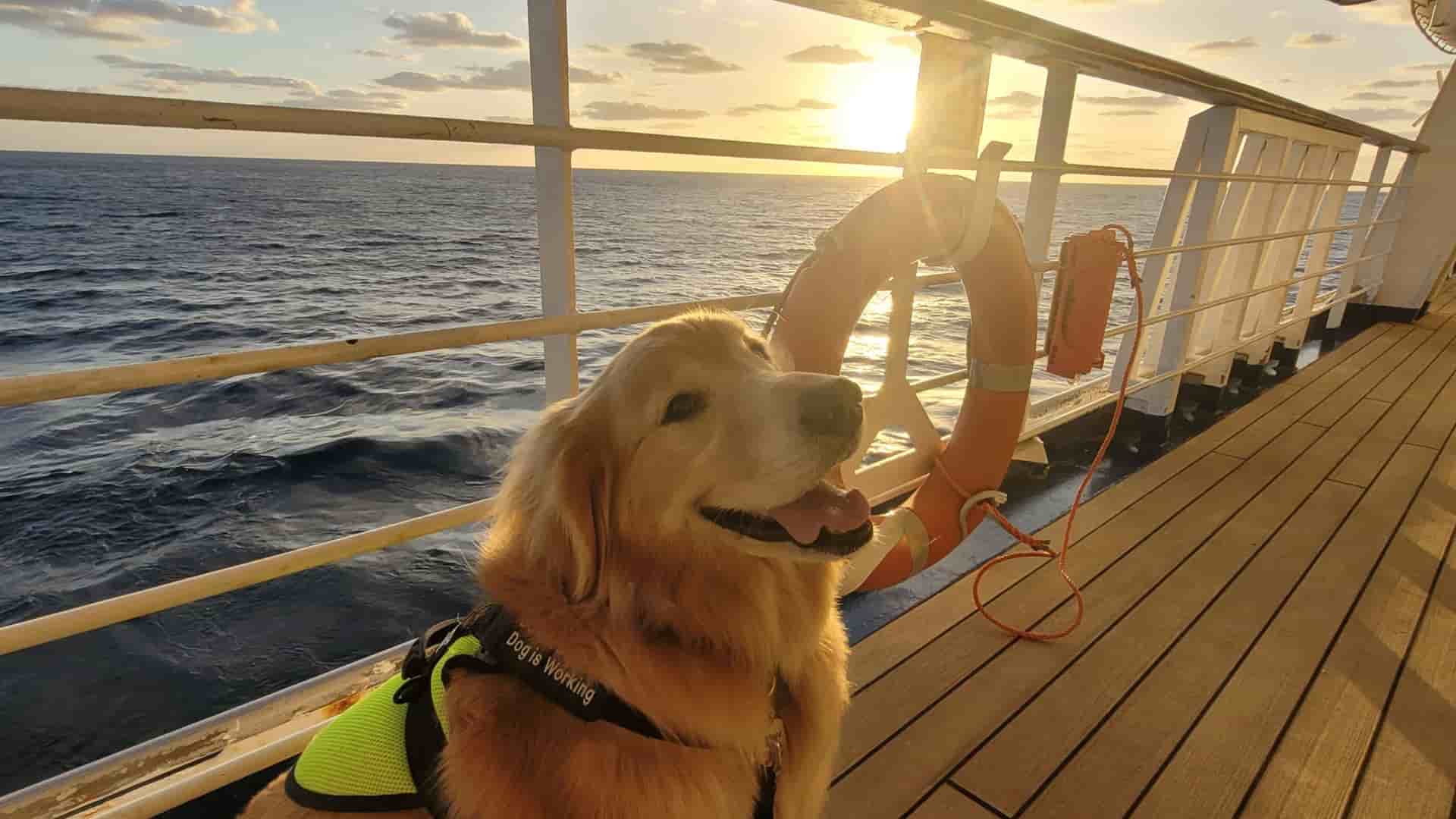 A service dog in his working vest smiling on a cruise ship deck at sunset.