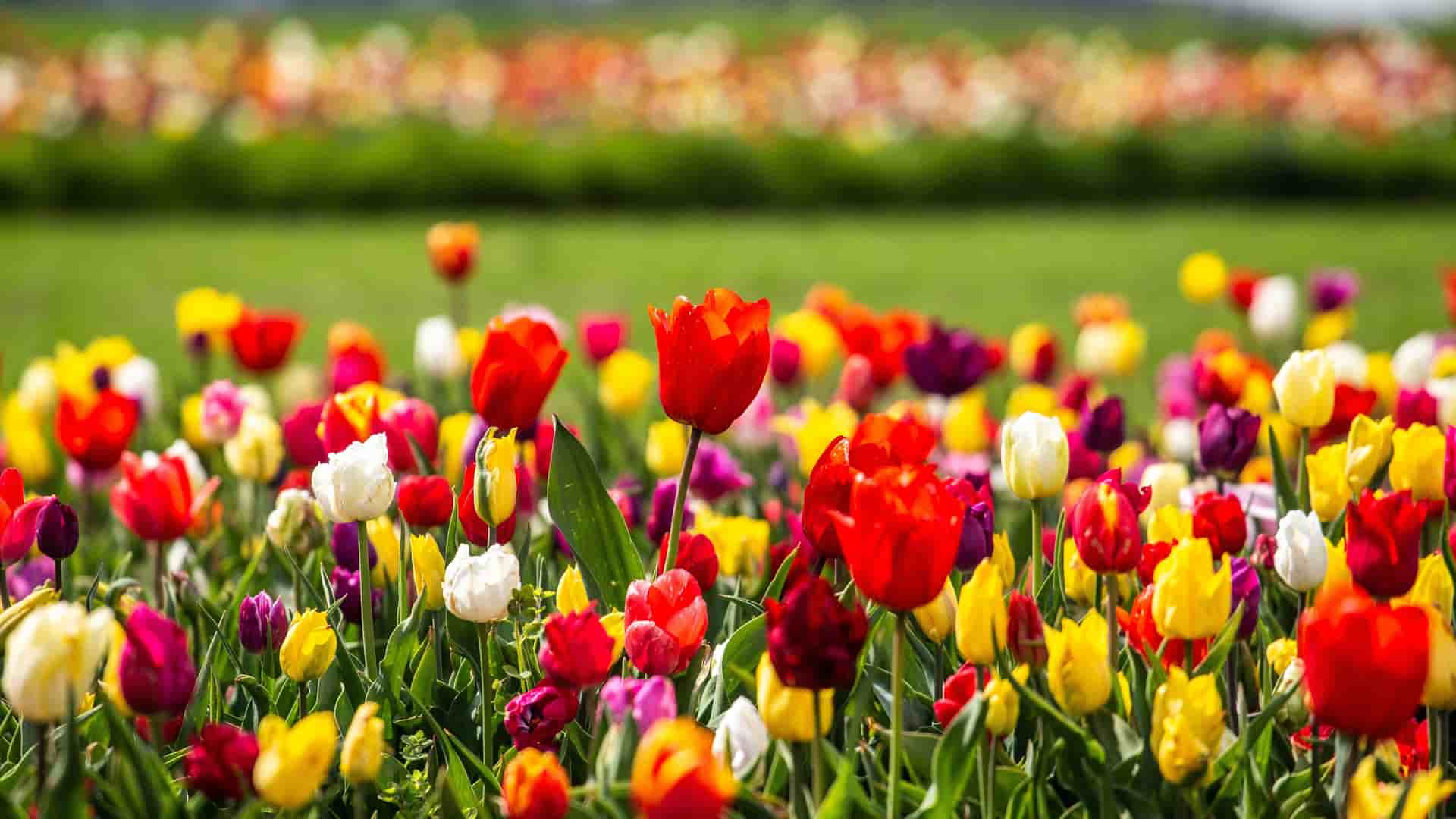 A large field of multi-colored tulips in spring.