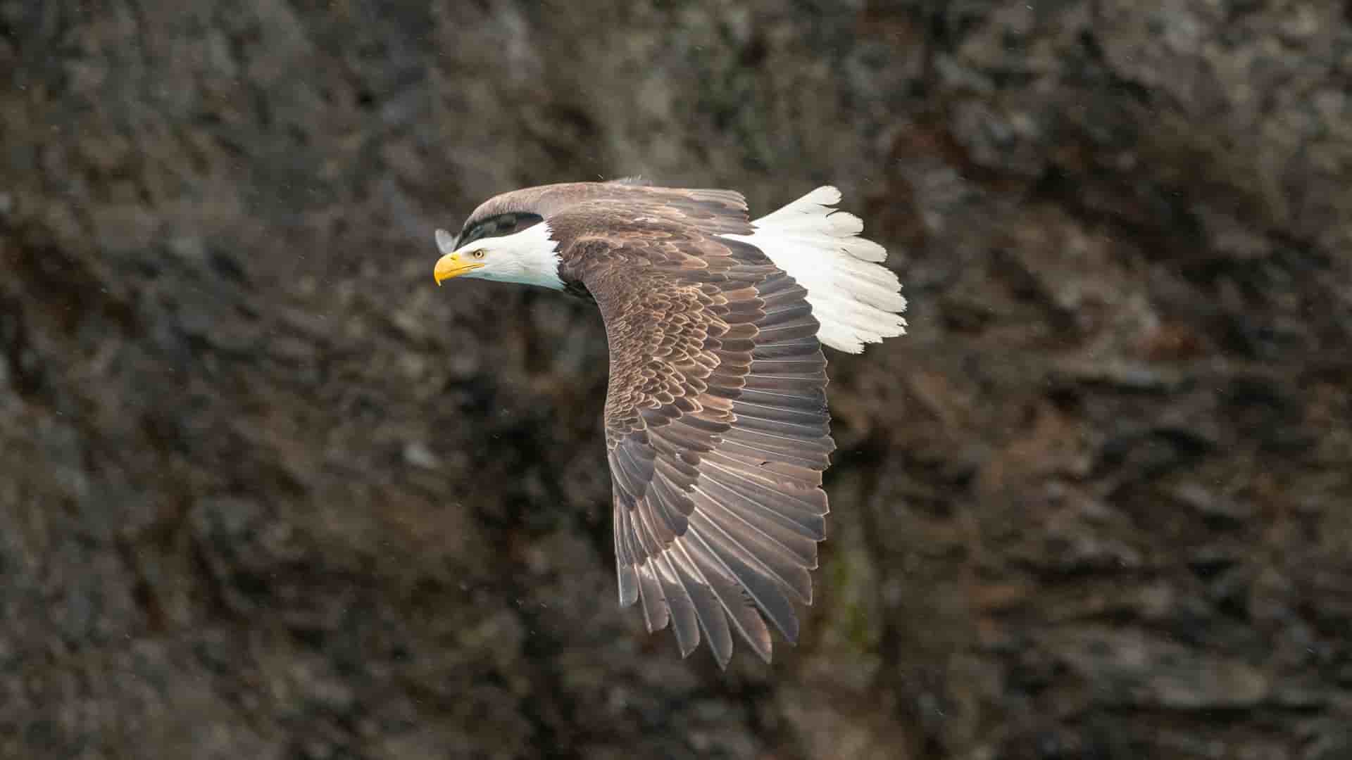 A majestic bald eagle in flight against a rocky backdrop, a common wildlife sighting on a Viking Alaska cruise in the USA.