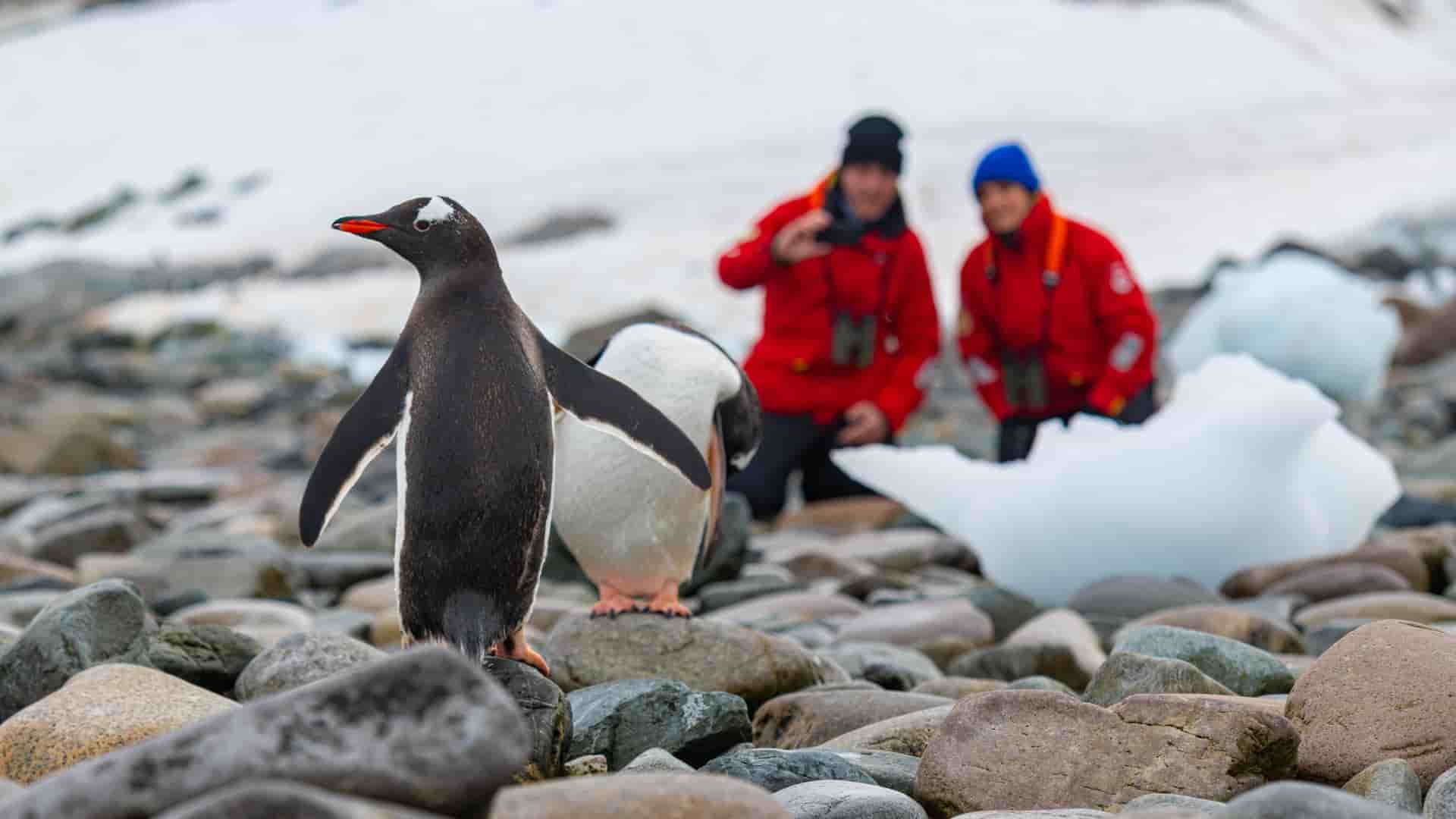 Couple watching penguins during a Viking Expedition cruise to Antarctica.