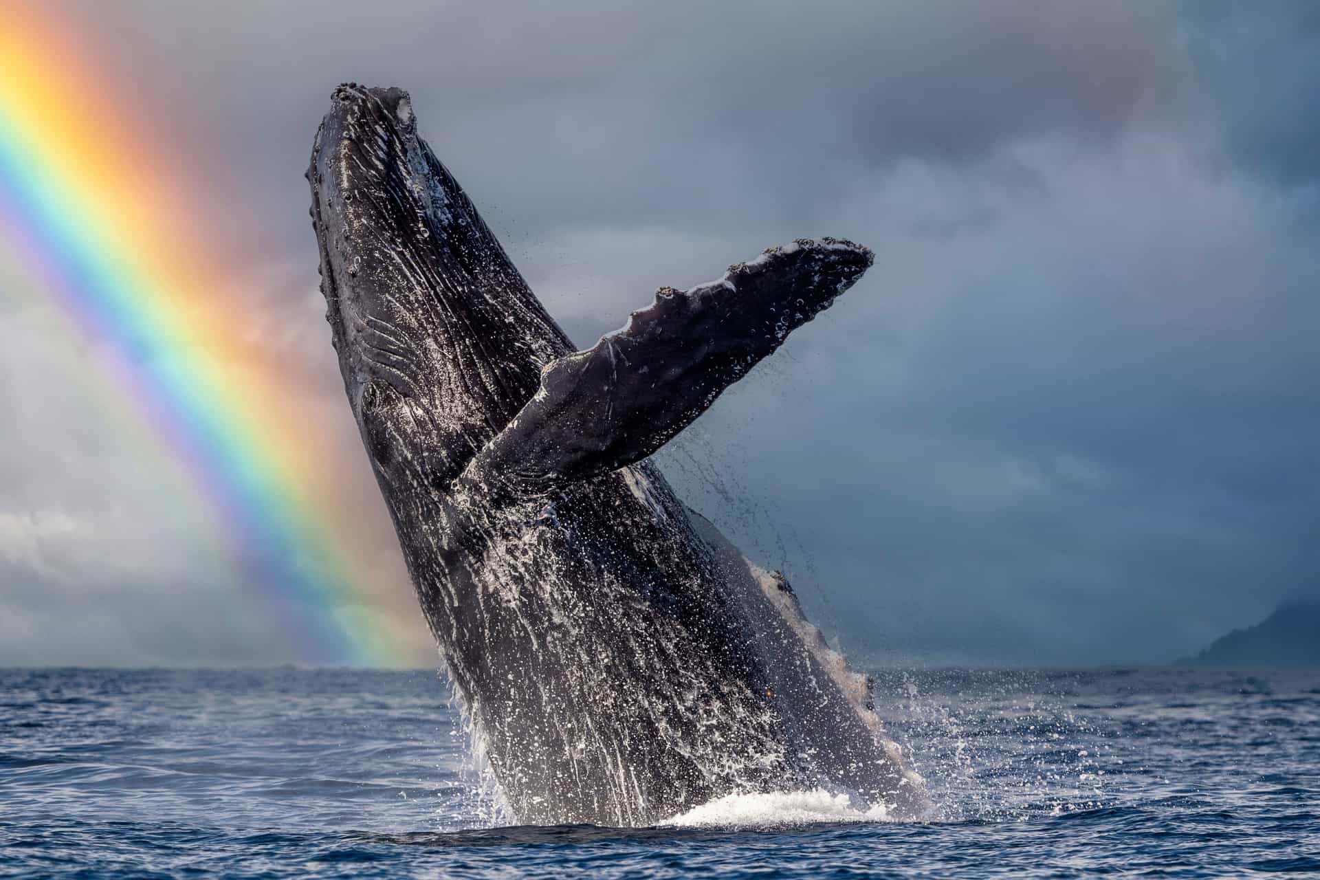 Humpback Whale breaching with rainbow in the background.