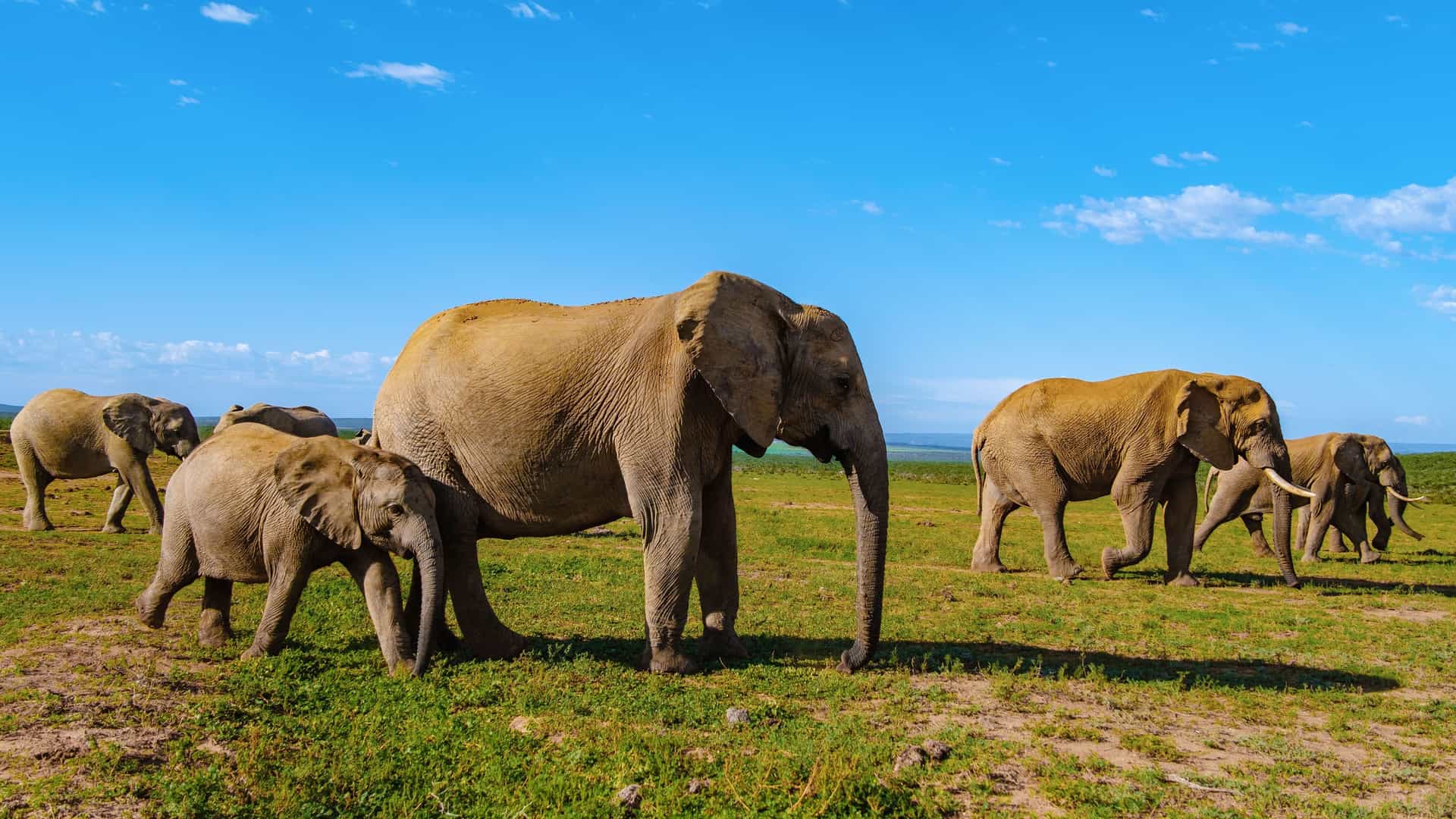 A herd of African elephants, including adults and a baby, walking across a vast grassy plain. The elephants are a dusty brown color, with large ears and trunks. The landscape is a vibrant green, with a few low bushes and a clear blue sky with some scattered white clouds. The image captures a classic safari scene, highlighting the wildlife of Addo Elephant Park in South Africa.