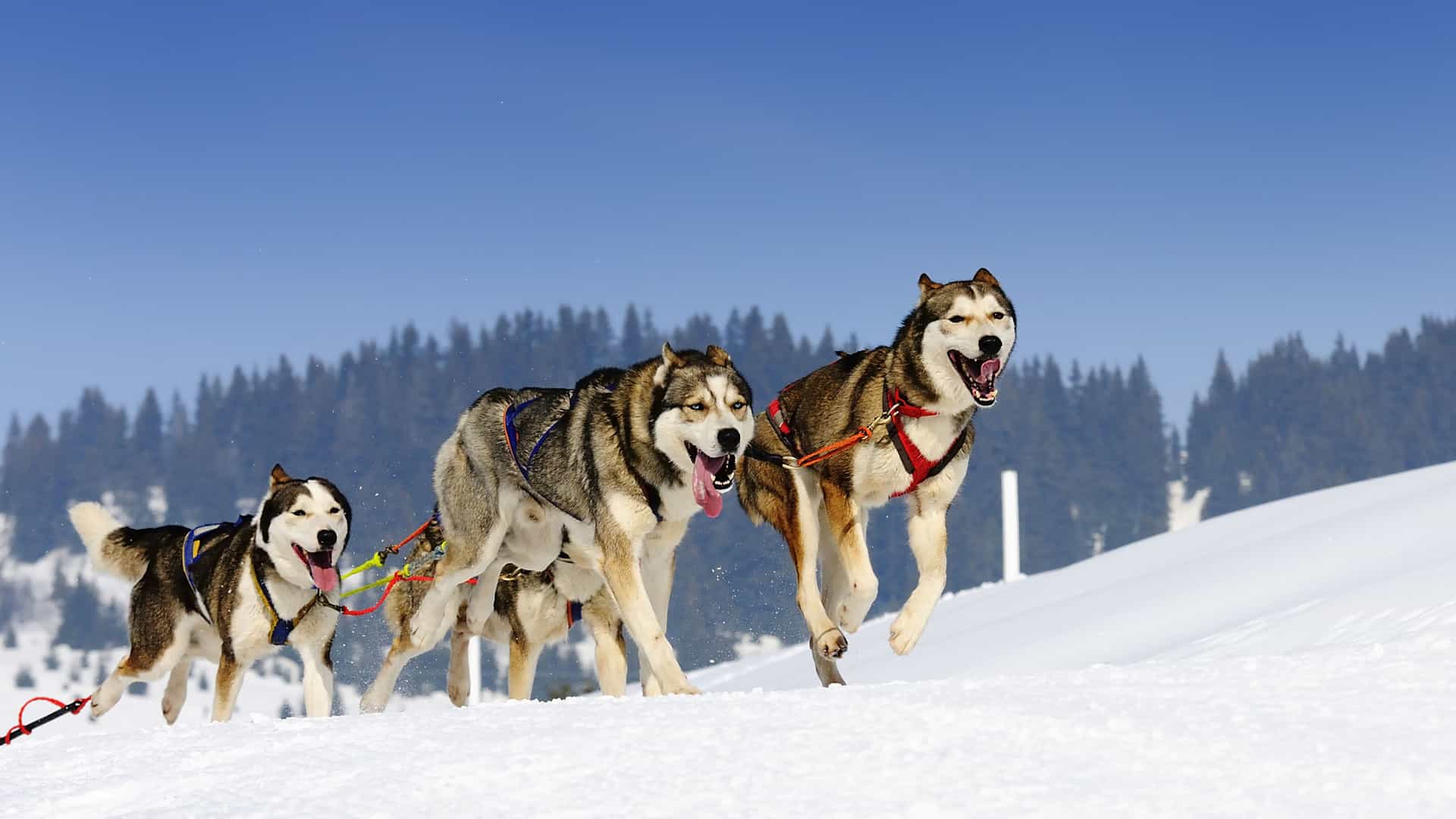 A team of energetic Siberian Huskies pulls a sled across a snowy, white landscape in Alaska. The dogs, with their thick fur and open mouths, appear to be running with enthusiasm. The background features a line of tall, dark green pine trees and a clear, brilliant blue sky. The image captures the iconic winter activity of dog sledding and the working dogs of the Alaskan region.