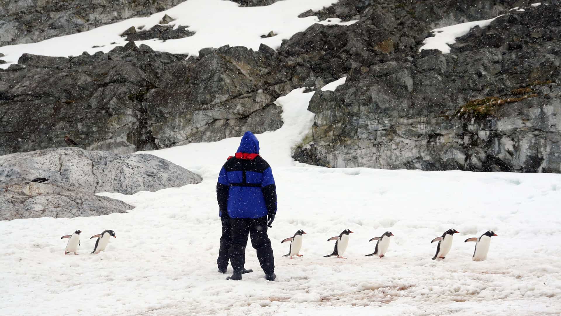 A tourist in a blue jacket stands in a snowy Antarctic landscape, watching a line of Gentoo penguins walk by. The ground is a mix of white snow and dark, rocky terrain. In the background, a large, snow-dusted rock face rises. The scene depicts a typical tourist encounter with wildlife in the remote and icy environment of the Antarctic region.