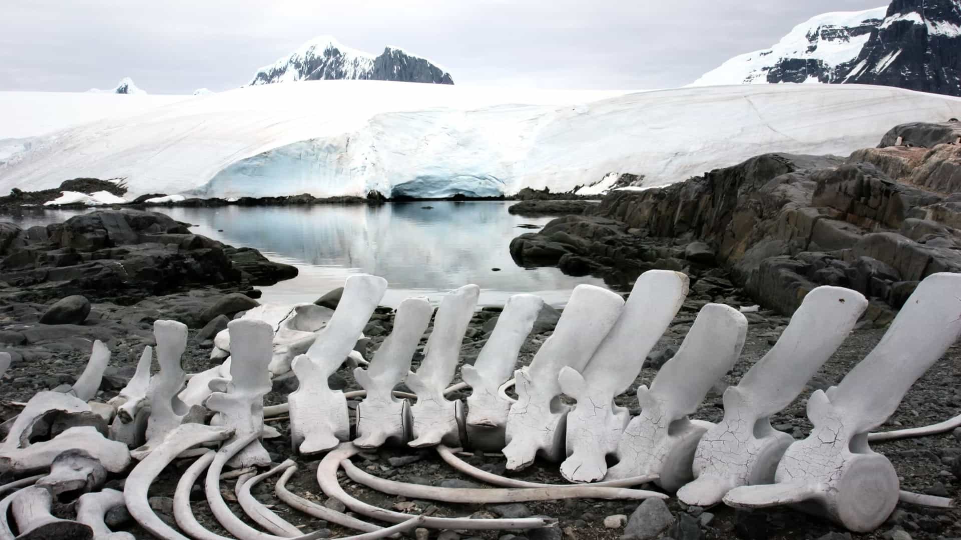 A striking view of a large whale skeleton lying on a rocky shore in Antarctica. The white, weathered bones of the spine and ribs are laid out on the dark gray, pebbly ground. In the background, there is a small, calm pool of water reflecting the sky. Beyond the water, a massive glacier with a beautiful blue base meets a snow-covered landscape. Majestic snow-capped mountains rise in the distance under a gray, overcast sky, creating a stark and powerful image of the Antarctic environment.