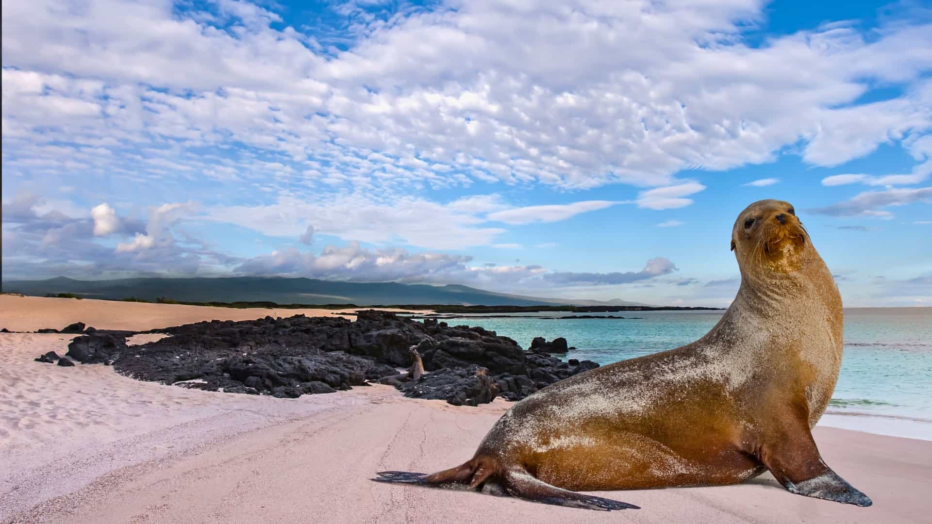 Galapagos sea lion on pink sand beach with volcanic rocks, a highlight of Avalon Waterways Galapagos Islands expeditions.