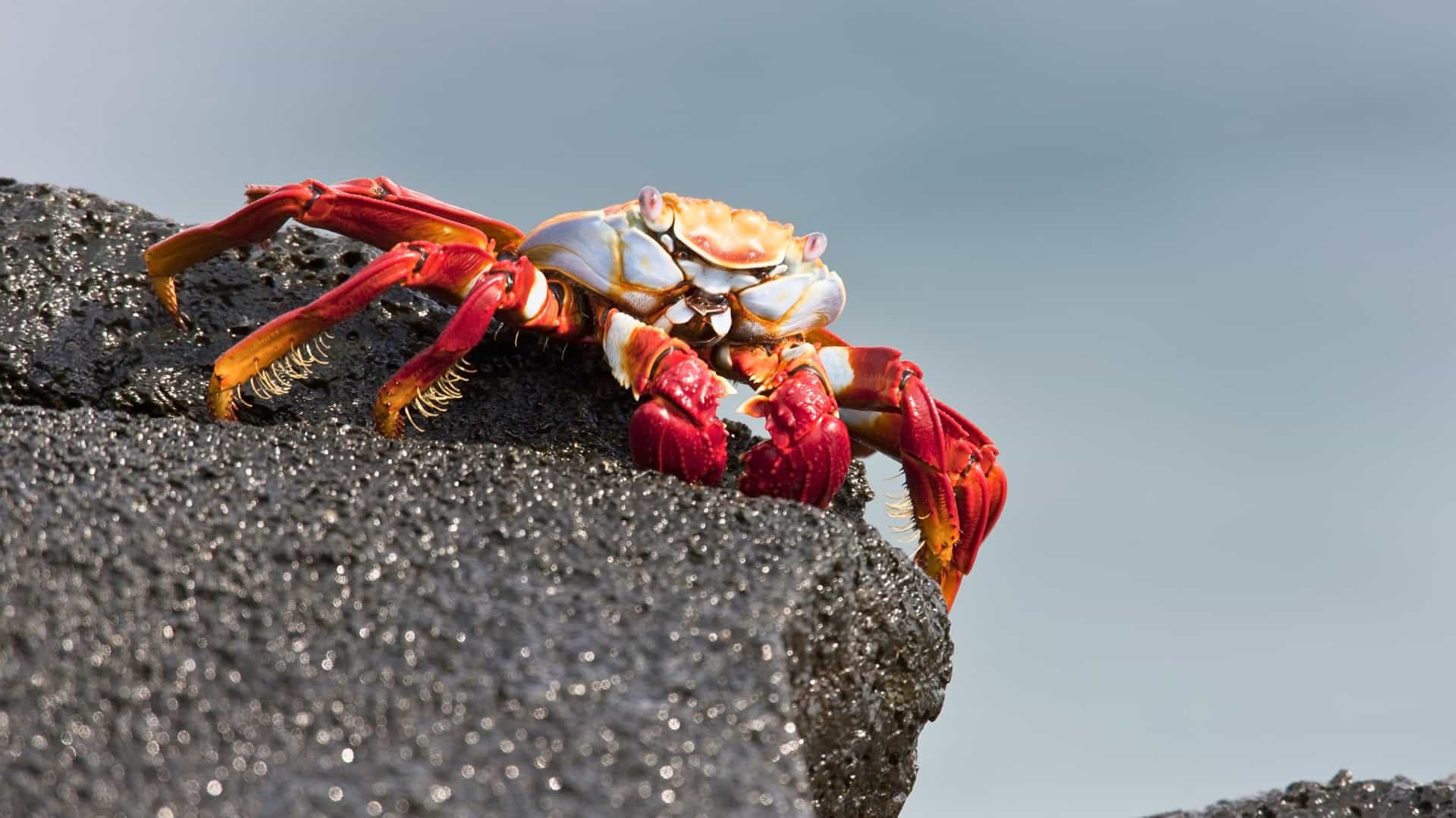 Sally Lightfoot crab on lava rock in Galapagos Islands, a highlight of Avalon Waterways tours.