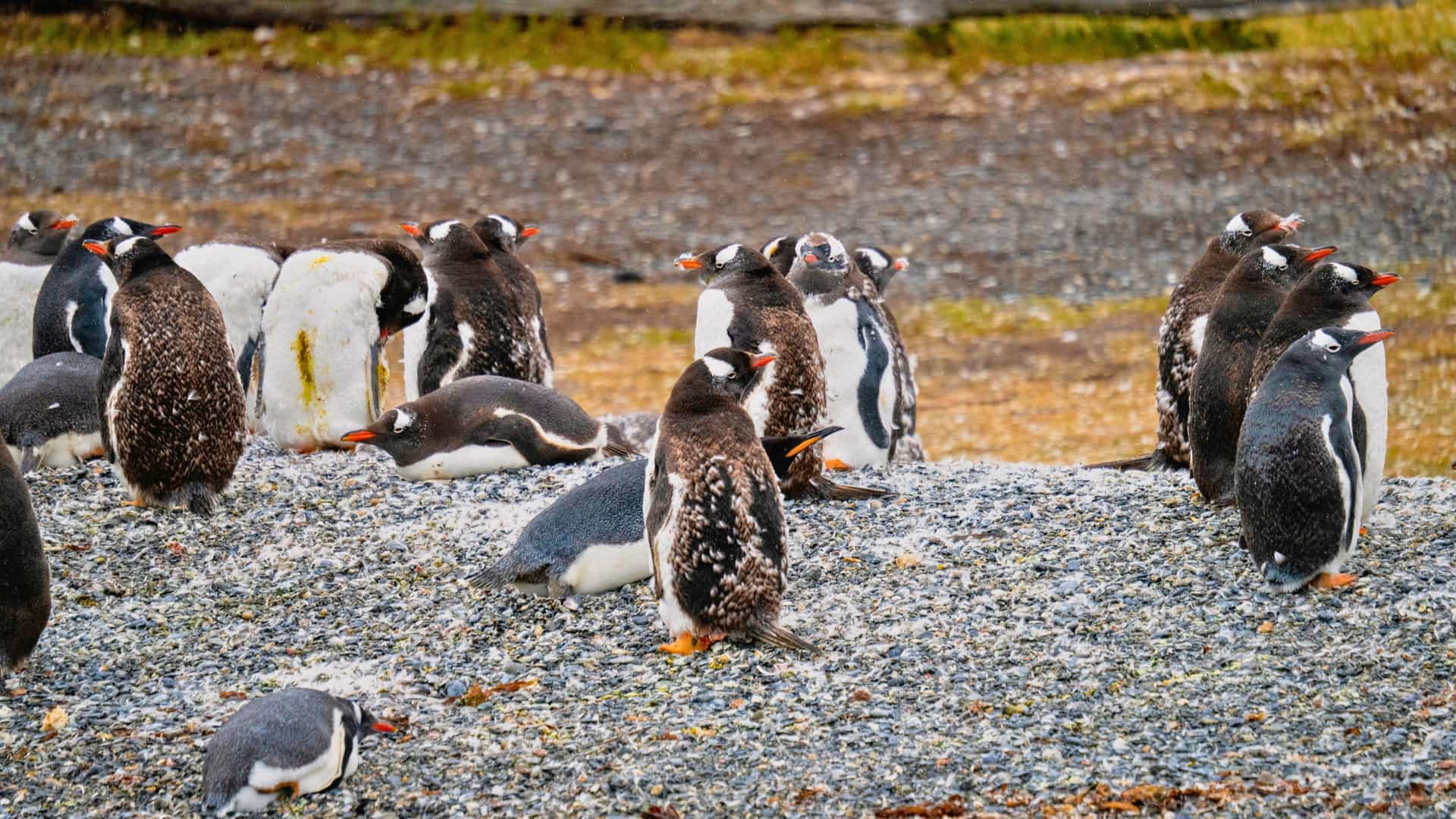 A colony of Gentoo penguins on a rocky shore in Antarctica, likely viewed during an Azamara Cruises excursion from Ushuaia.
