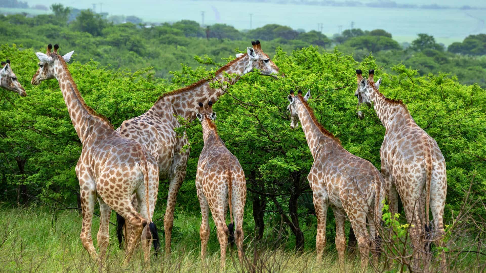 A herd of giraffes grazing in Tala Reserve on a South Africa safari shore excursion with Azamara Cruises.