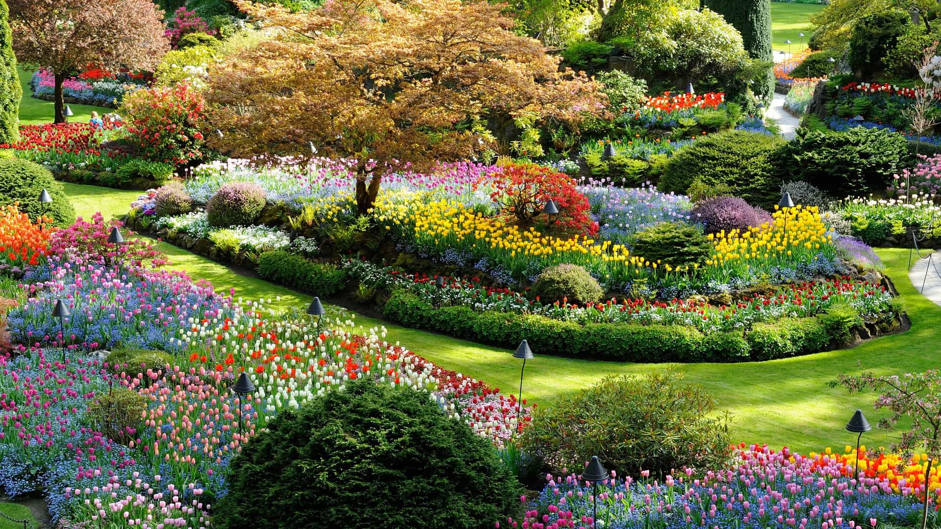 Landscape with wildflowers and trees at Butchart Gardens.