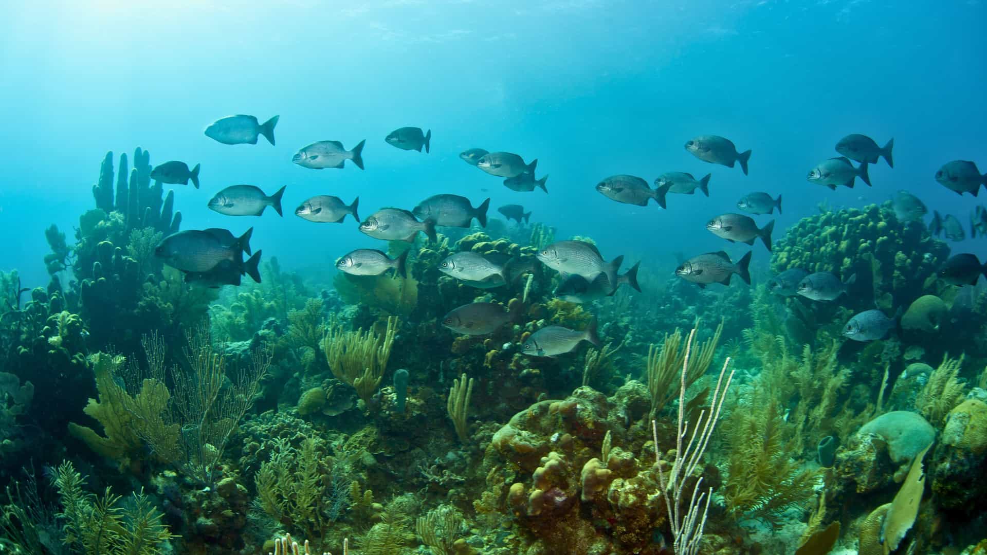 School of tropical fish above vibrant coral reef in clear Bermuda waters—featured in Carnival Cruise snorkeling excursions.