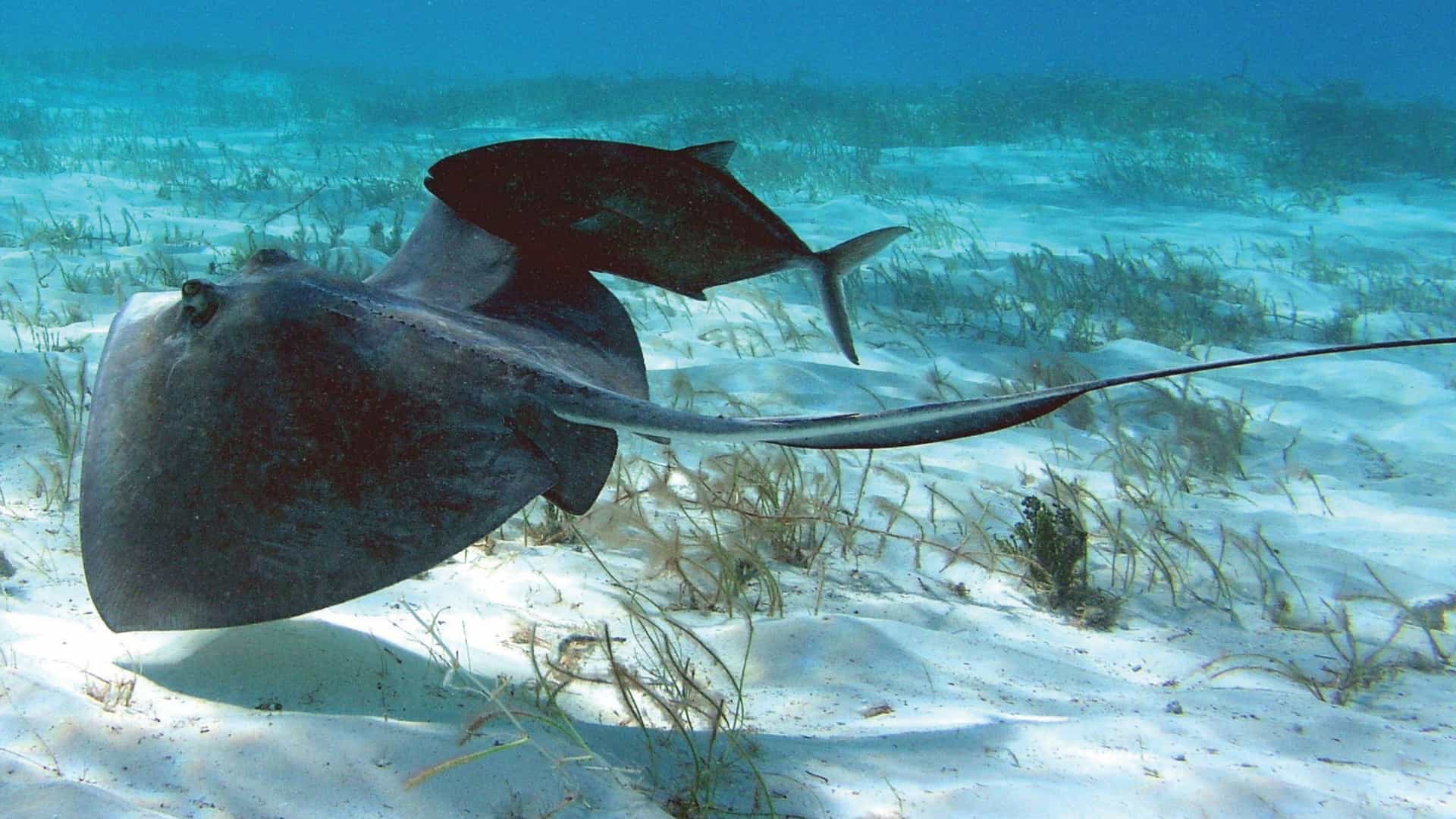 Large stingray gliding over sandy seabed beside fish—underwater excursion highlight on Carnival Cruises in the Caribbean, particularly the Cayman Islands.