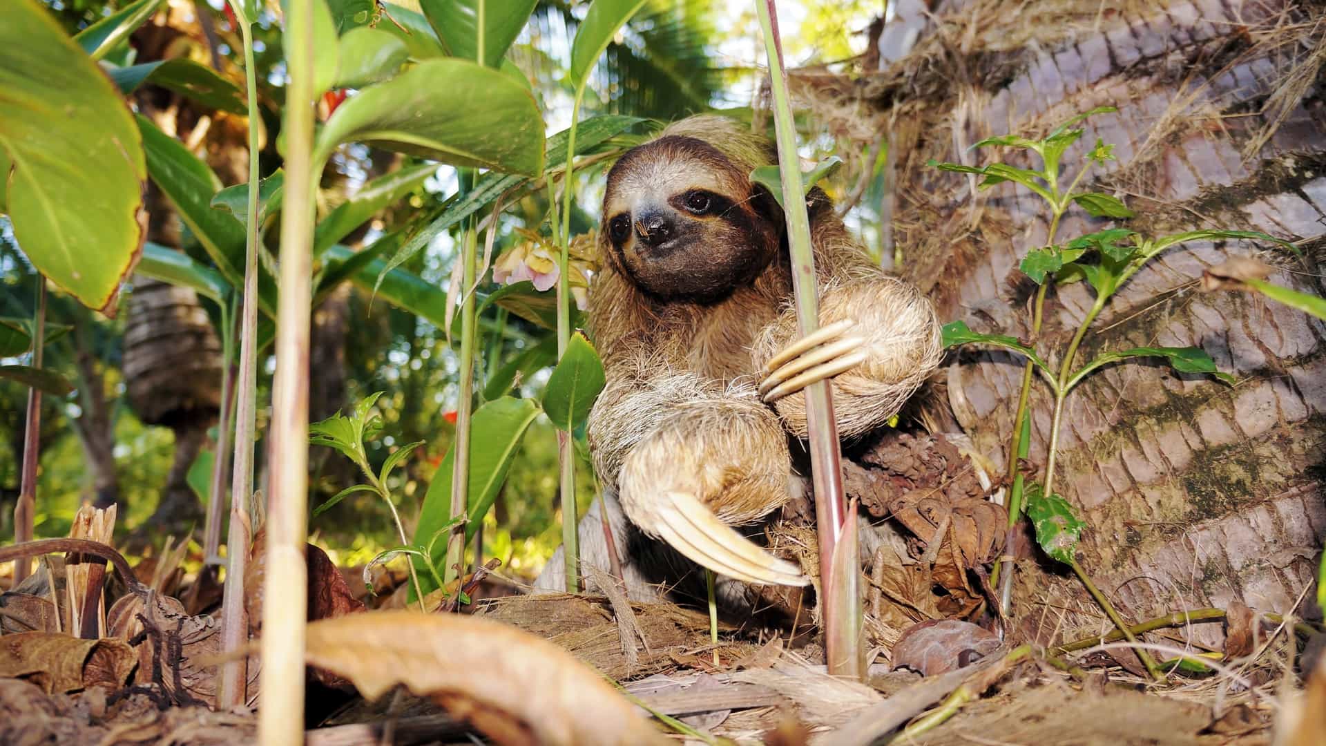 Close-up of a sloth clinging to a tree in Costa Rica’s lush rainforest—wildlife encounter featured on Carnival Cruise eco excursions.