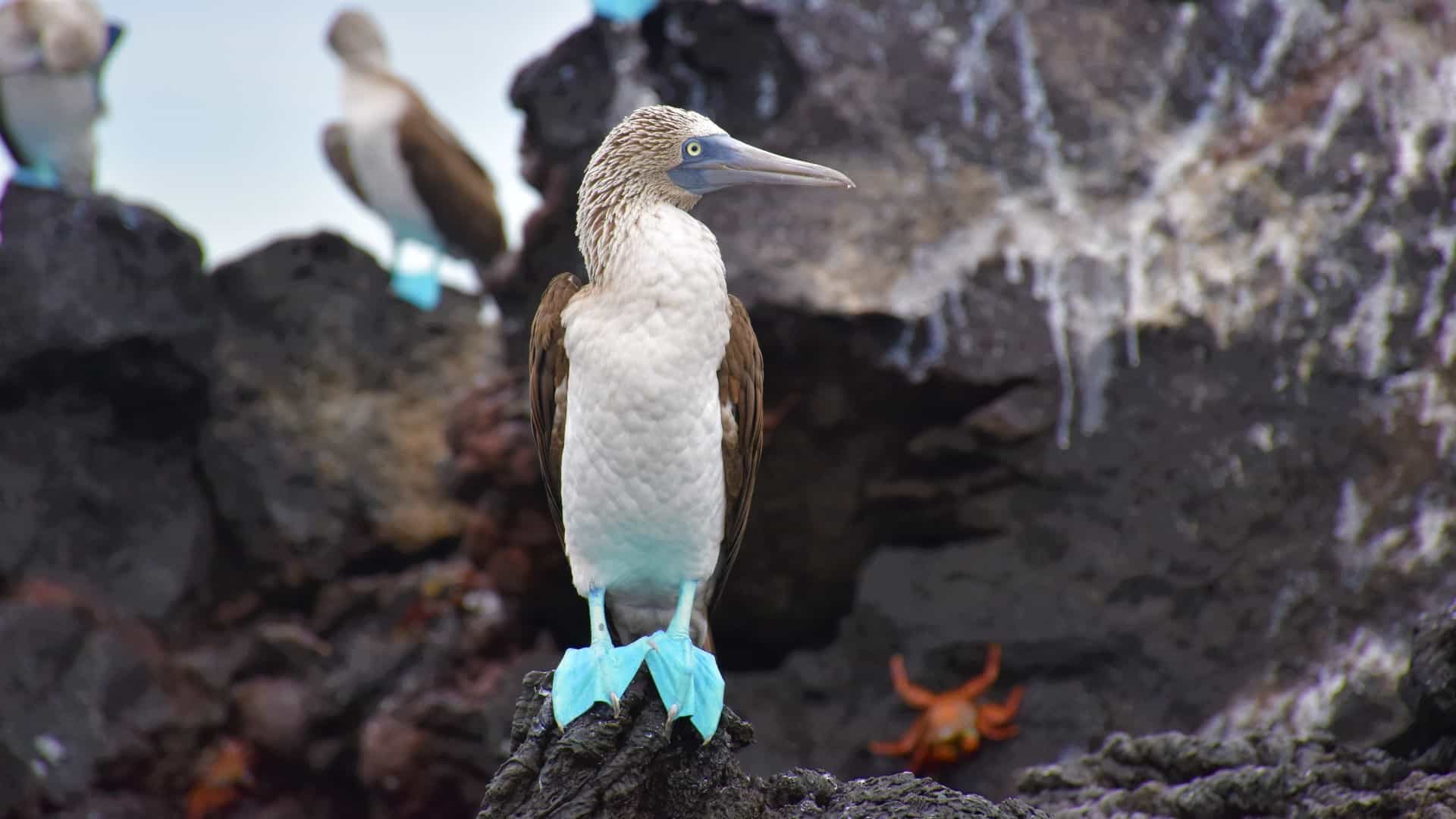 A blue-footed booby with distinctive turquoise webbed feet stands on dark volcanic rock alongside a small orange crab, with other boobies visible in the blurred background.