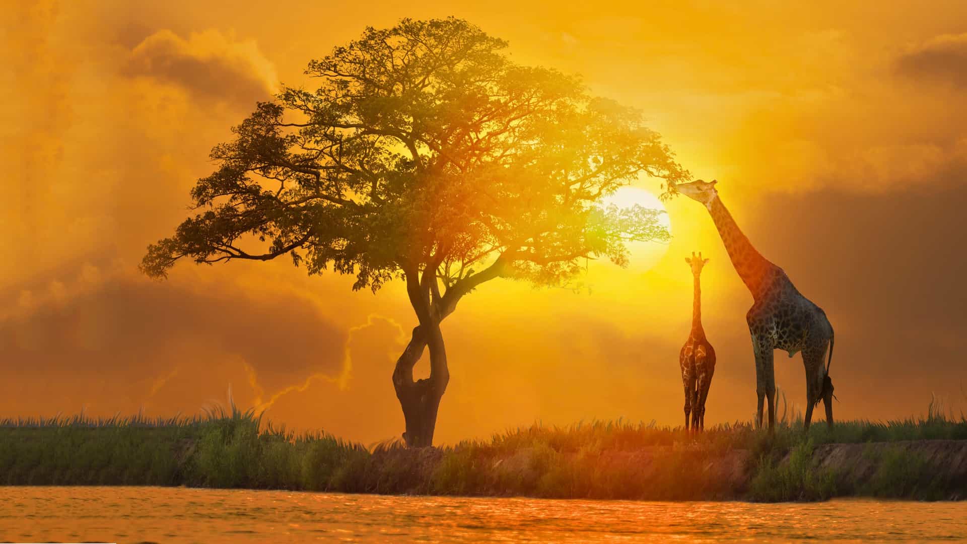 Two giraffes against an African sunset, showcasing Celebrity Cruises' unique excursions.