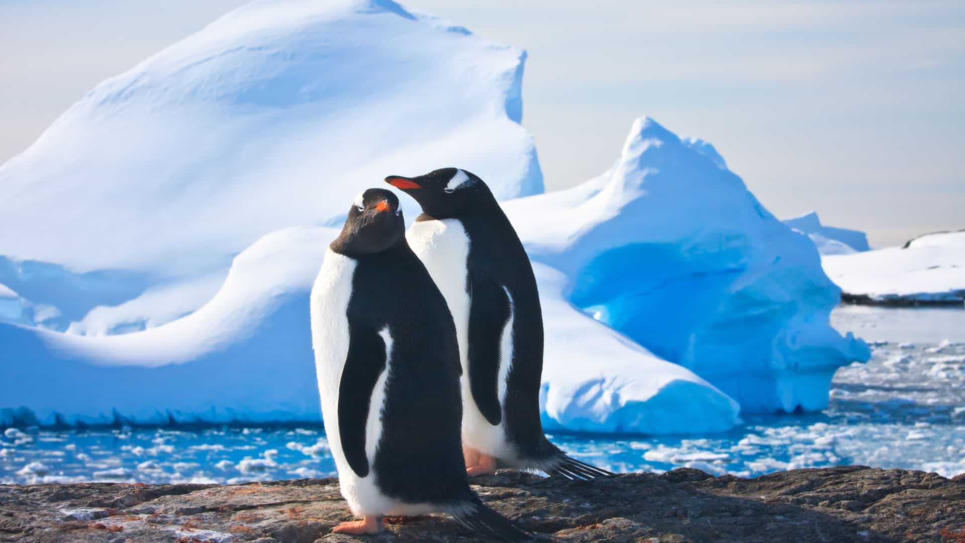 Two penguins with icebergs in Antarctica, showcasing Celebrity Cruises' polar expeditions.