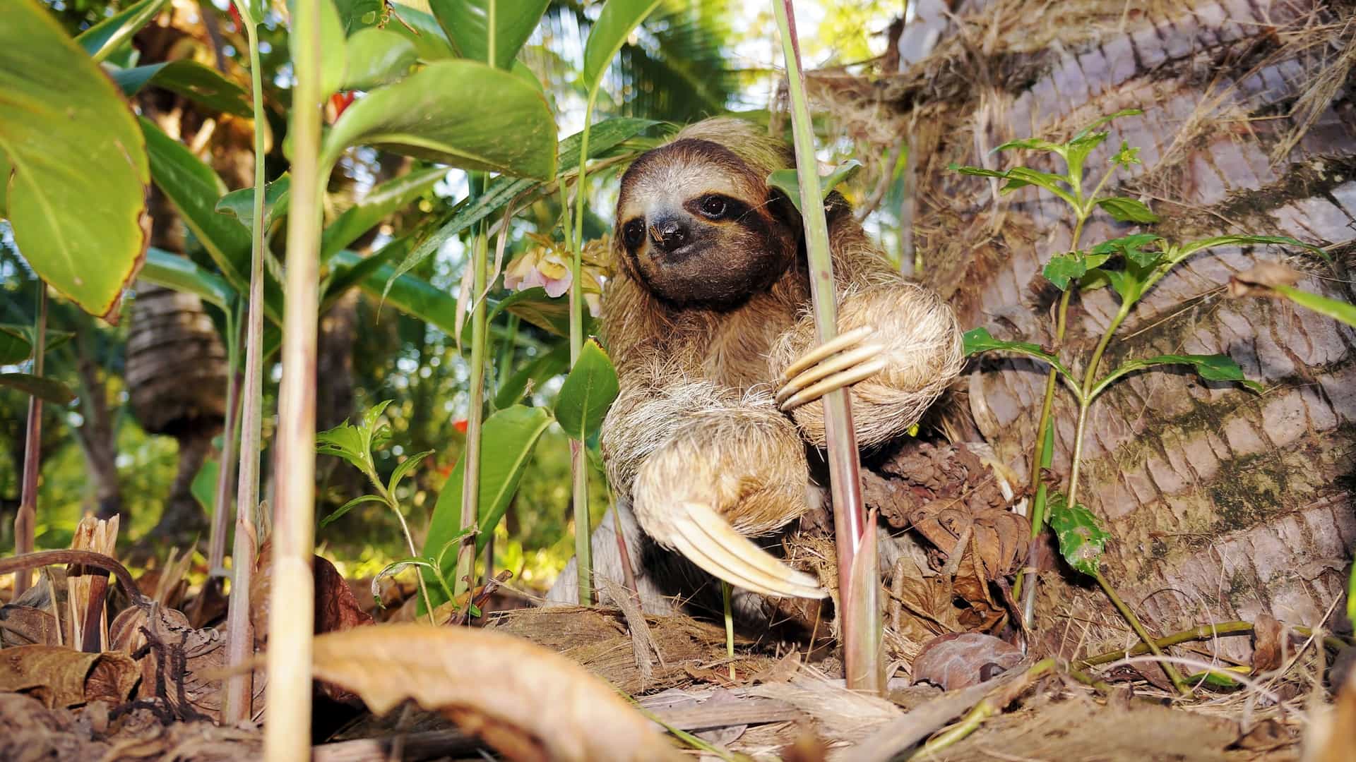 A three-toed sloth, native to the tropical rainforests of Costa Rica, is photographed at a low angle from the ground. The sloth is climbing a tree trunk, its long, sharp claws gripping the bark. Its shaggy brown fur is visible, and it looks directly at the camera with its dark eyes. The surrounding area is lush with green foliage, brown leaves, and fallen debris from the rainforest floor, creating a natural and immersive depiction of the Costa Rican wilderness.