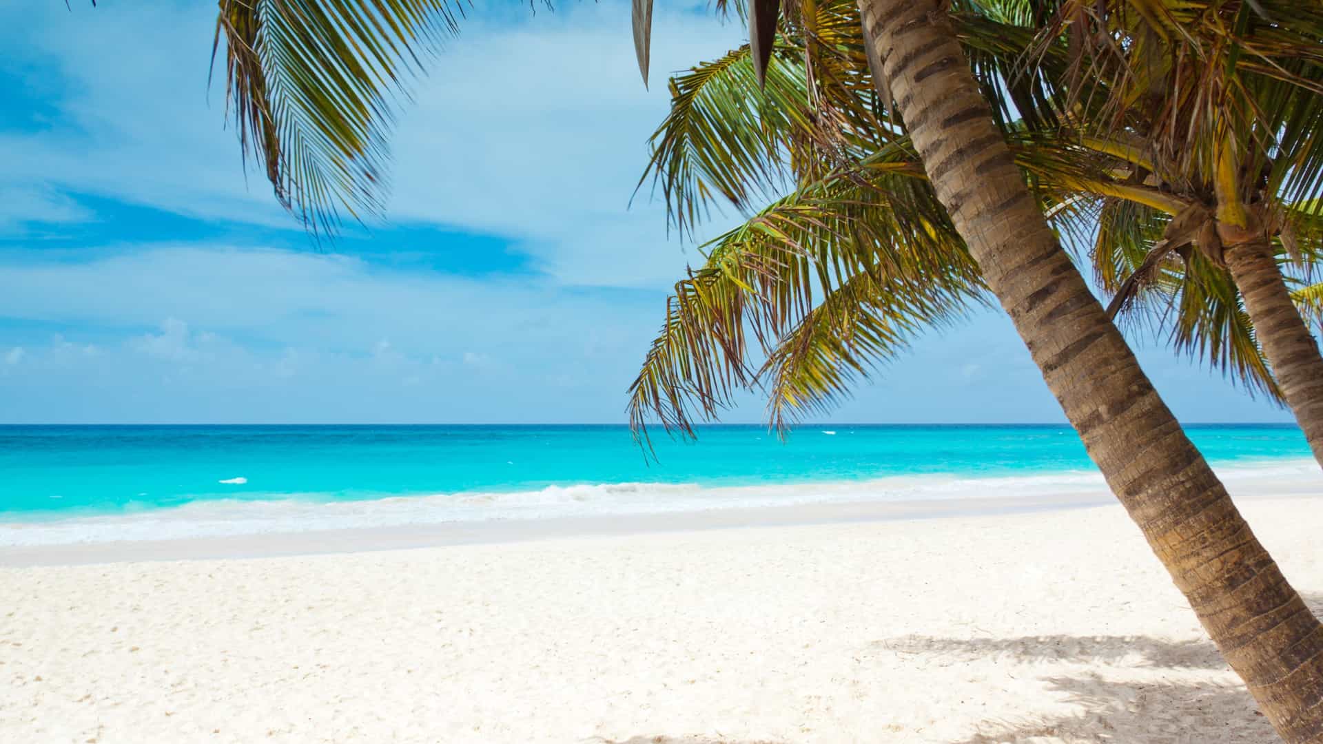 Eastern Caribbean beach: White sand, palm trees, and turquoise water, a serene Cunard cruise destination.