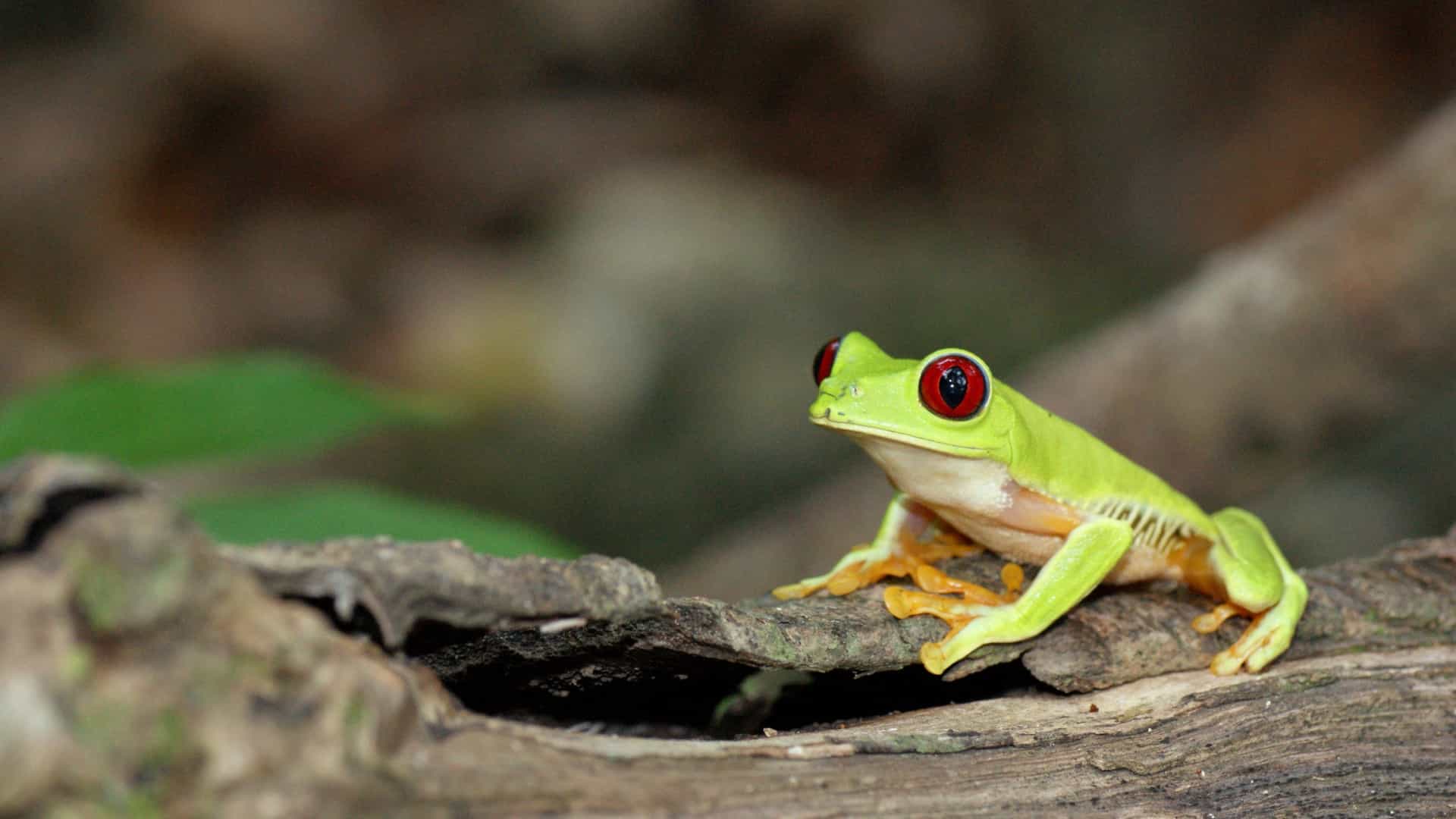 Red-eyed tree frog – A vibrant glimpse of wildlife on a Cunard Panama Canal cruise.