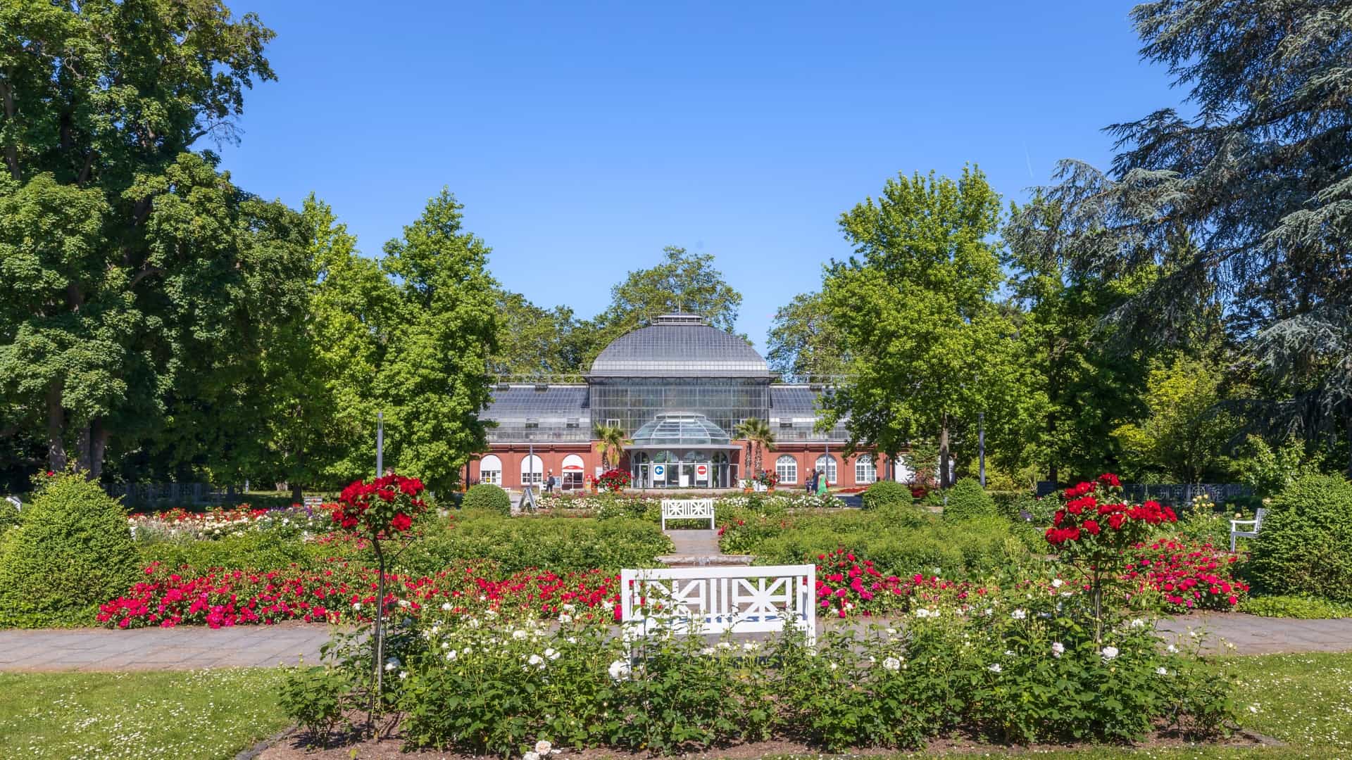 A vibrant, colorful scene in the Rose Garden of the Palmengarten (Palm Garden) in Frankfurt am Main, Germany. The image features numerous varieties of blooming roses in full color, set amongst green lawns and walkways.