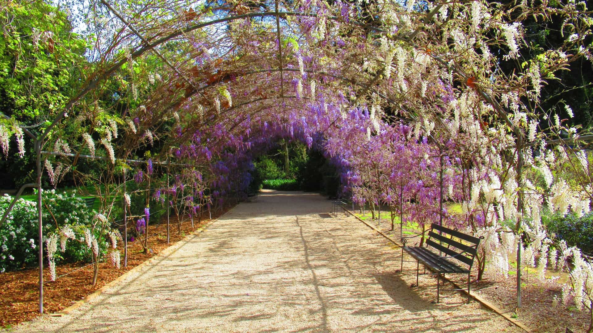 A bright, panoramic view of the Adelaide Botanic Garden in Australia, featuring a tranquil lake with lily pads and fountains, surrounded by lush green lawns and a variety of trees and plants under a clear sky.