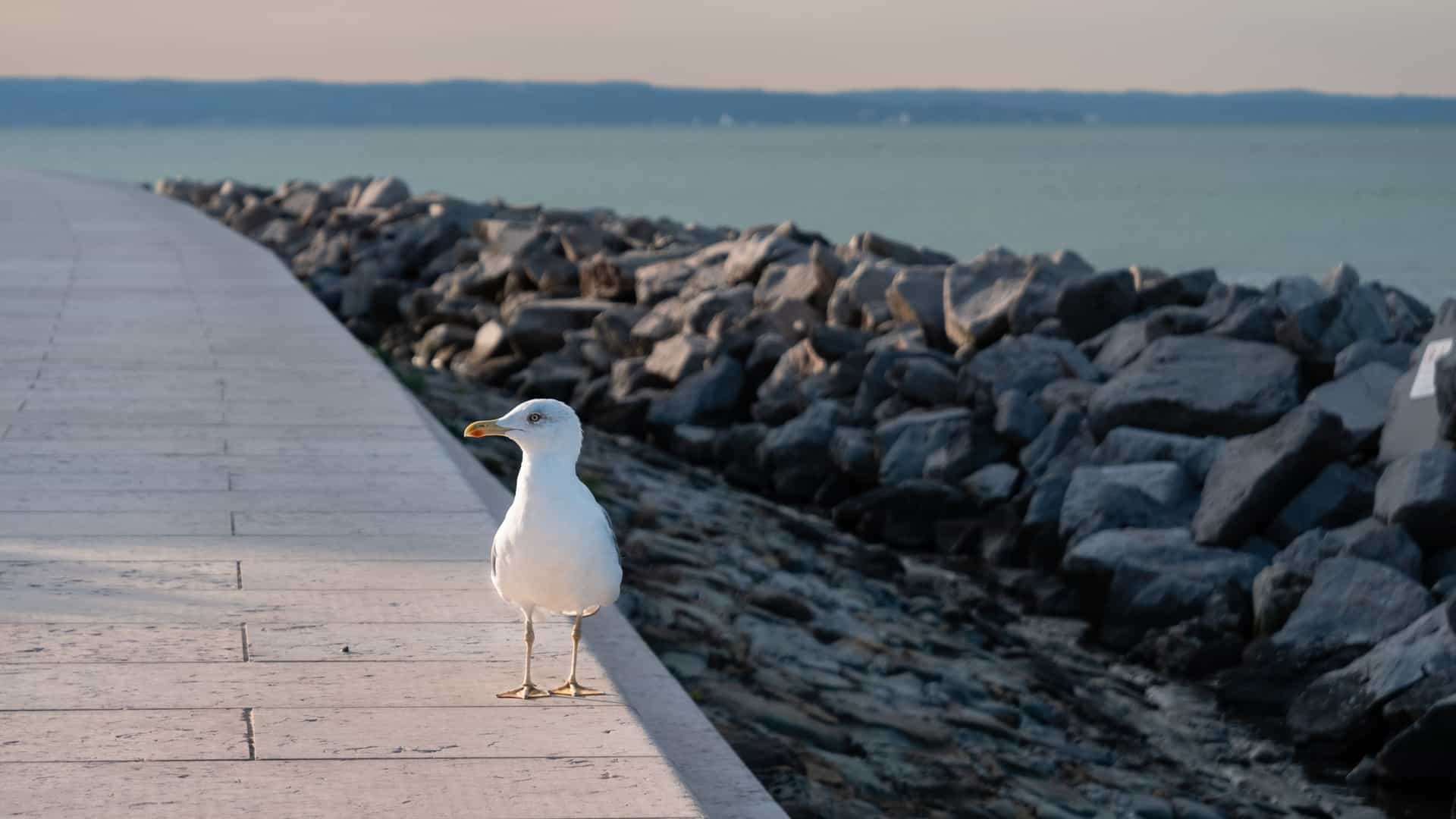A large gull is perched on a stone railing along the Lungomare (seafront promenade) in Grado, Italy, with the Adriatic Sea visible in the background.