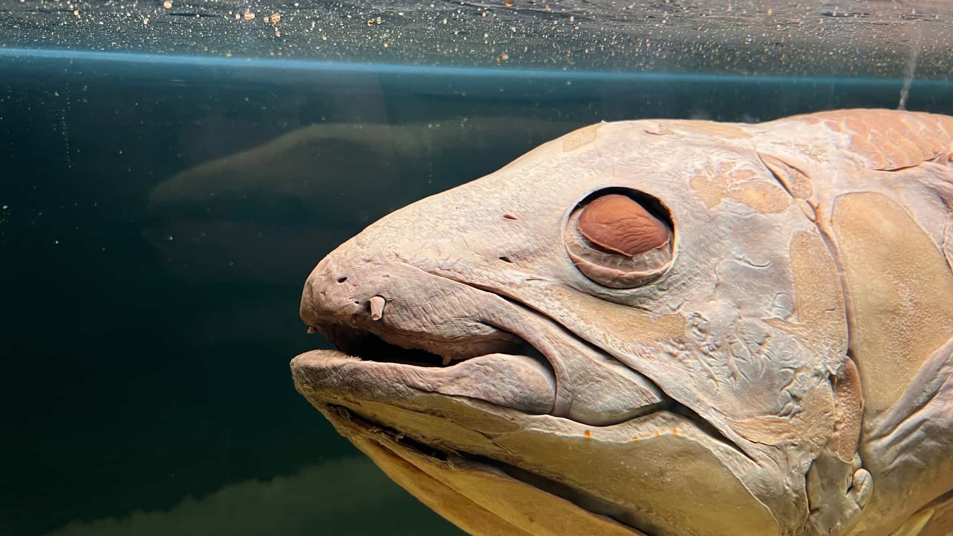 A preserved coelacanth specimen, a rare "living fossil" fish with thick, lobe shaped fins and dark scales, displayed vertically inside a large, glass tank filled with preserving spirit. The specimen is part of the collection at the Ulster Museum.